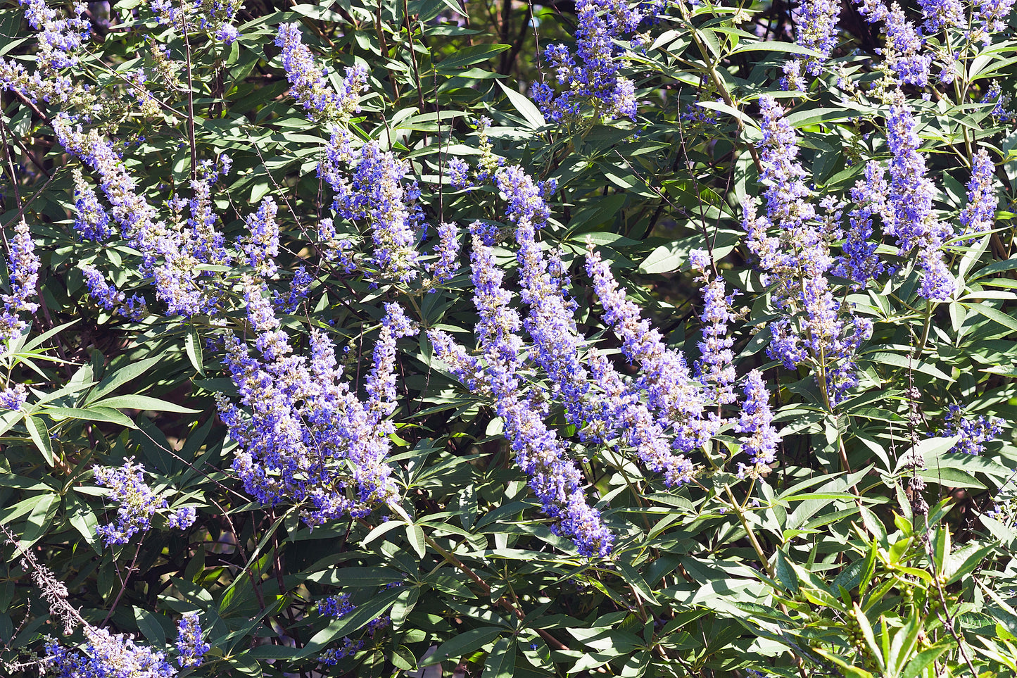 25 CHASTE BERRY TREE Vitex Agnus Castus Monk's Pepper Purple Fragrant Flower Seeds