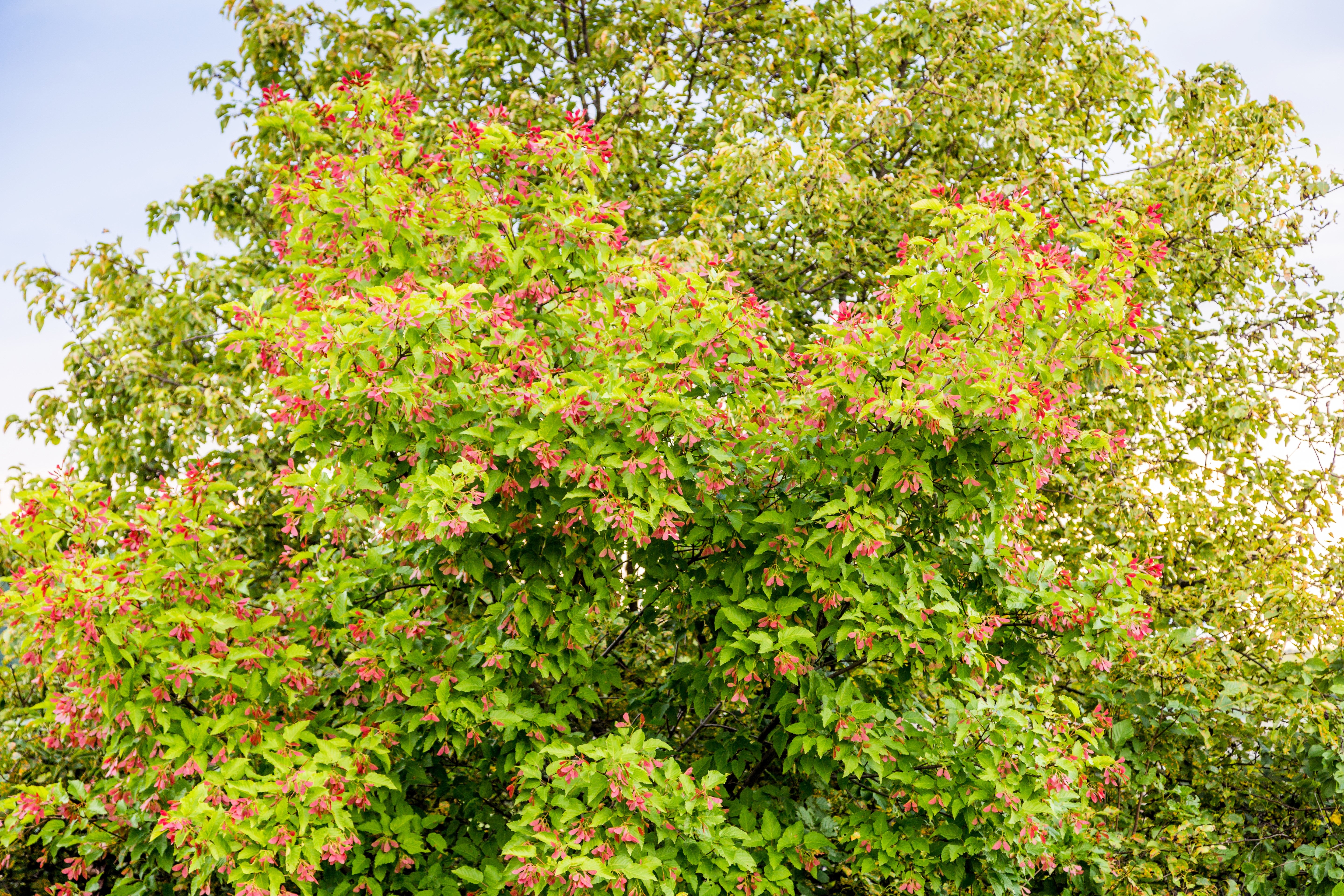 20 Tatarian FLAME MAPLE TREE Red Acer Tataricum Seeds – Seedville USA
