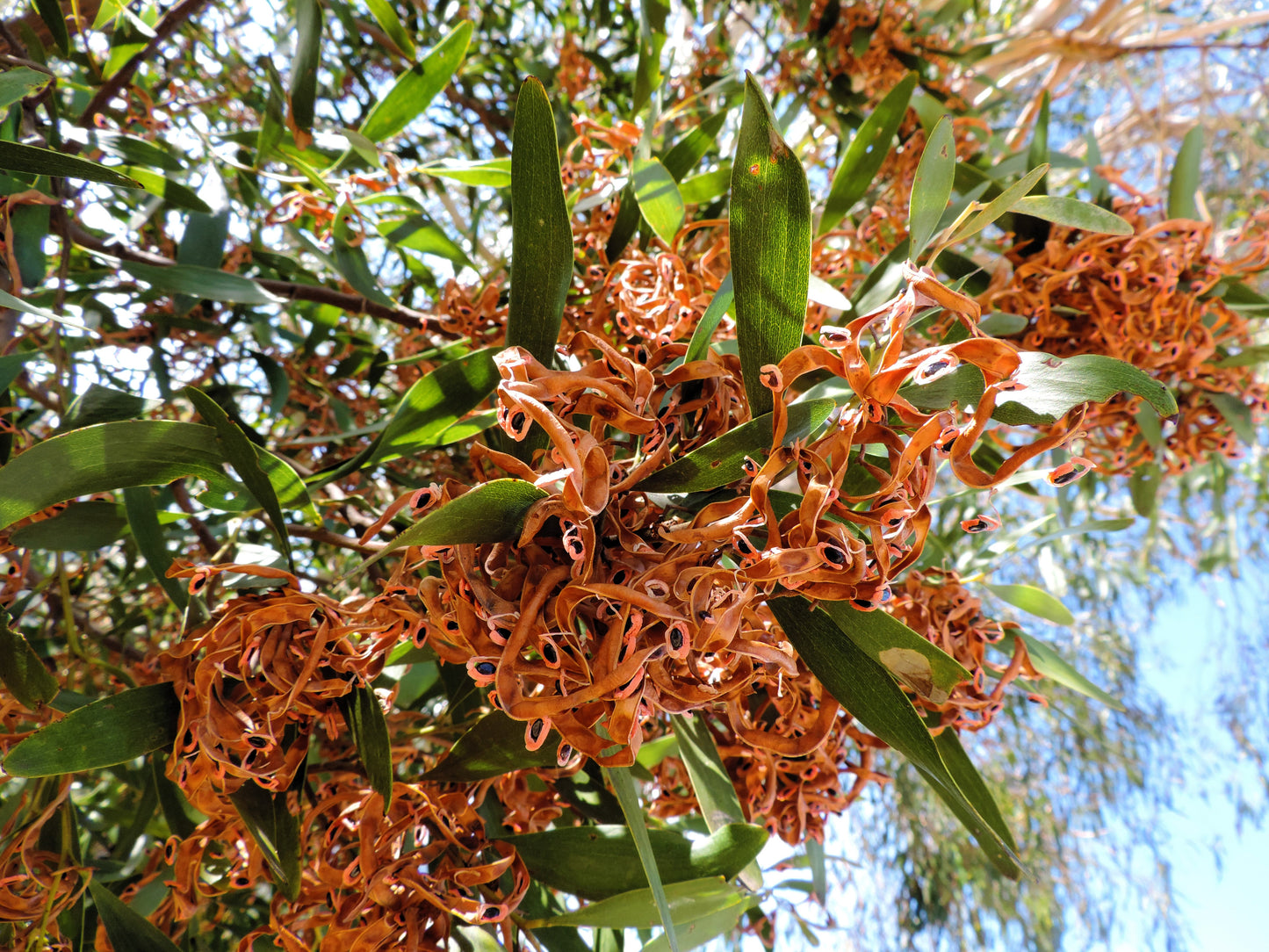 20 AUSTRALIAN BLACKWOOD TREE Black Acacia Melanoxylon Wattle Yellow Flower Seeds