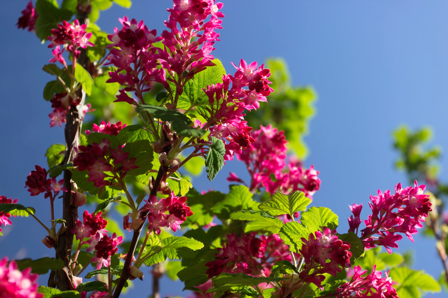 25 RED FLOWERING CURRANT Ribes Sanguineum aka Blood Currant Edible Fruit Blue Black Berries Shrub Seeds