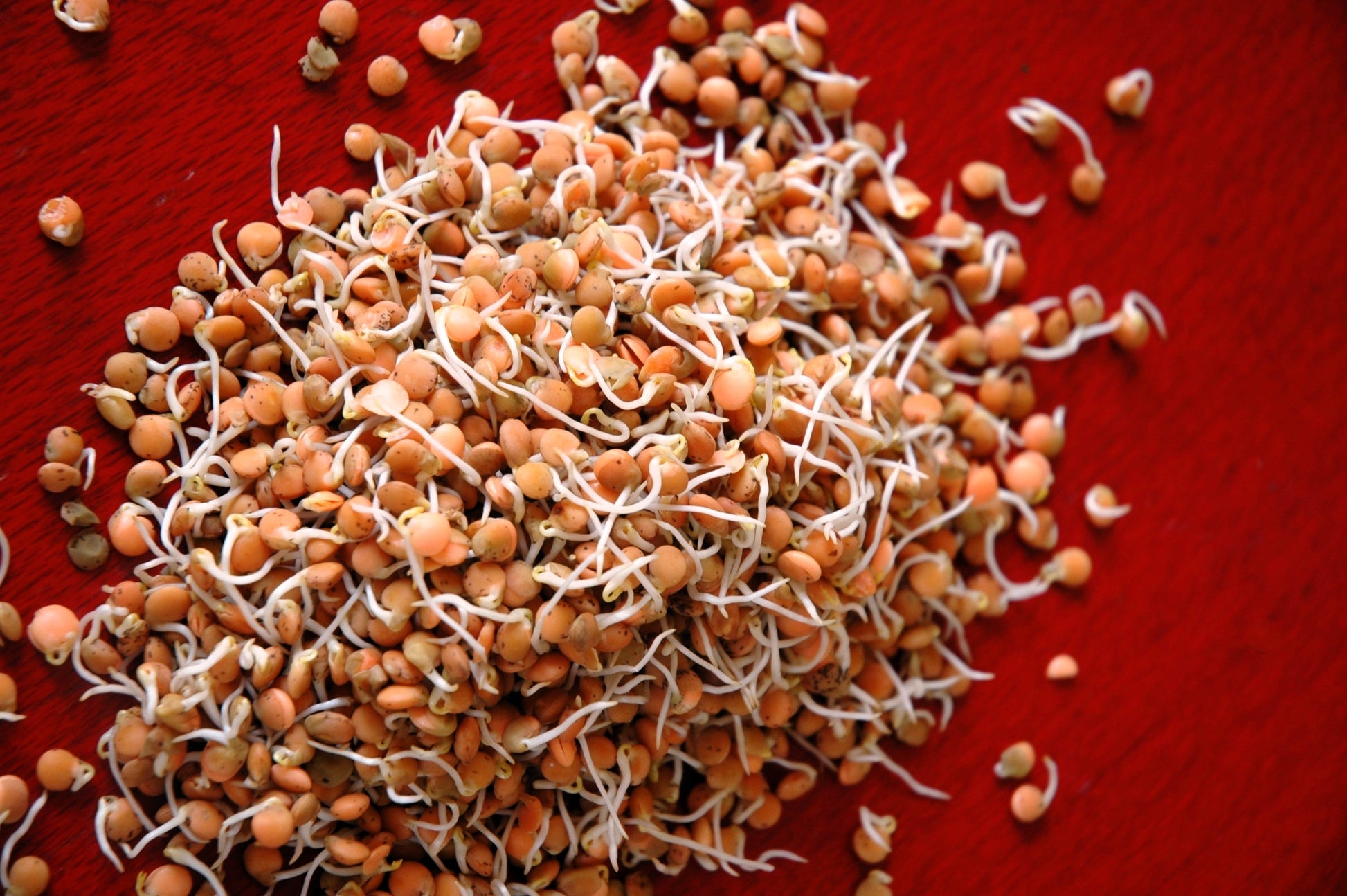 lentil plant seeds 100 RED LENTIL Lens Culinaris Vegetable Seeds – Seedville USA