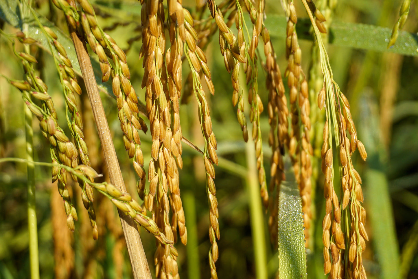 100 Long Grain BROWN WHITE RICE Oryza Sativa Vegetable Seeds