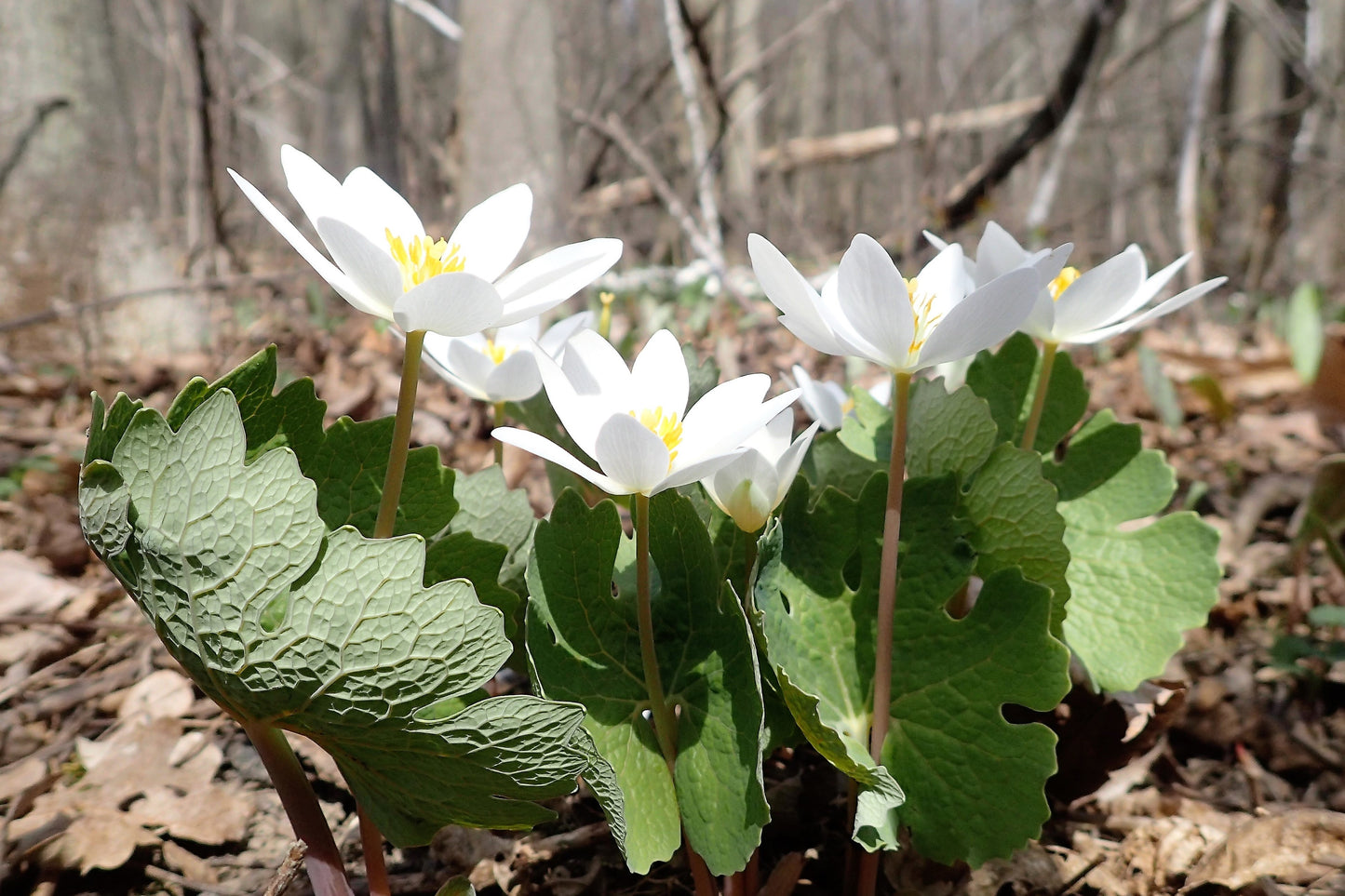 10 White BLOODROOT Sanguinaria Canadensis Shade Ground Cover Flower Seeds