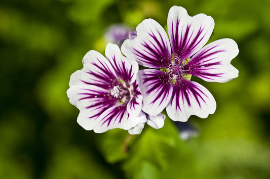 20 ZEBRA MALLOW Malva sylvestris var. Zebrina Flower Seeds