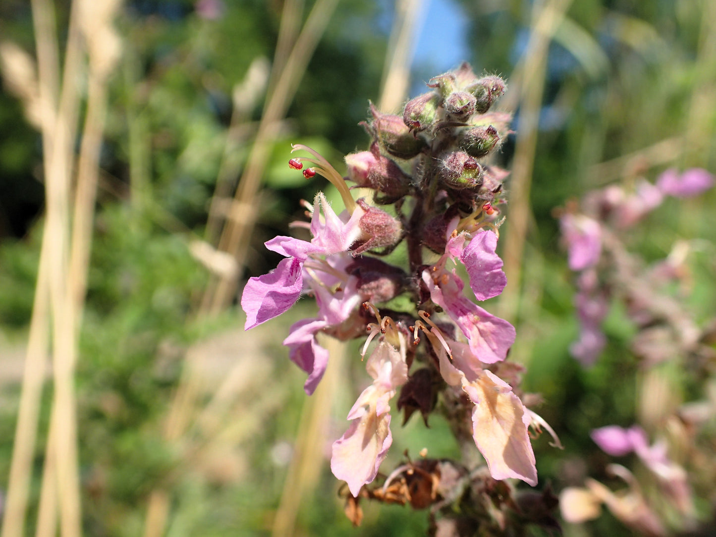 100 CANADIAN GERMANDER American Wood Sage Teucrium Canadense Herb Flower Seeds