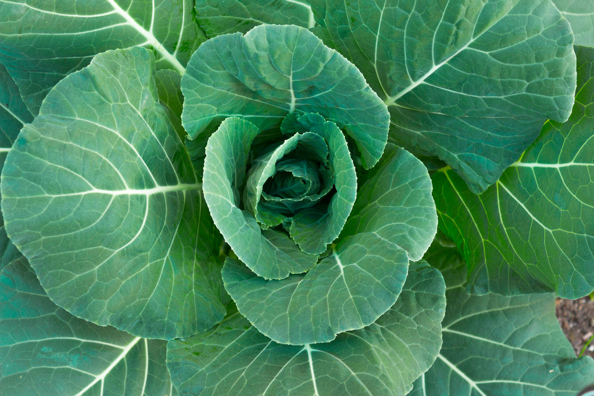 250 VATES COLLARDS Collard Greens Brassica Oleracea Acephala Vegetable Seeds