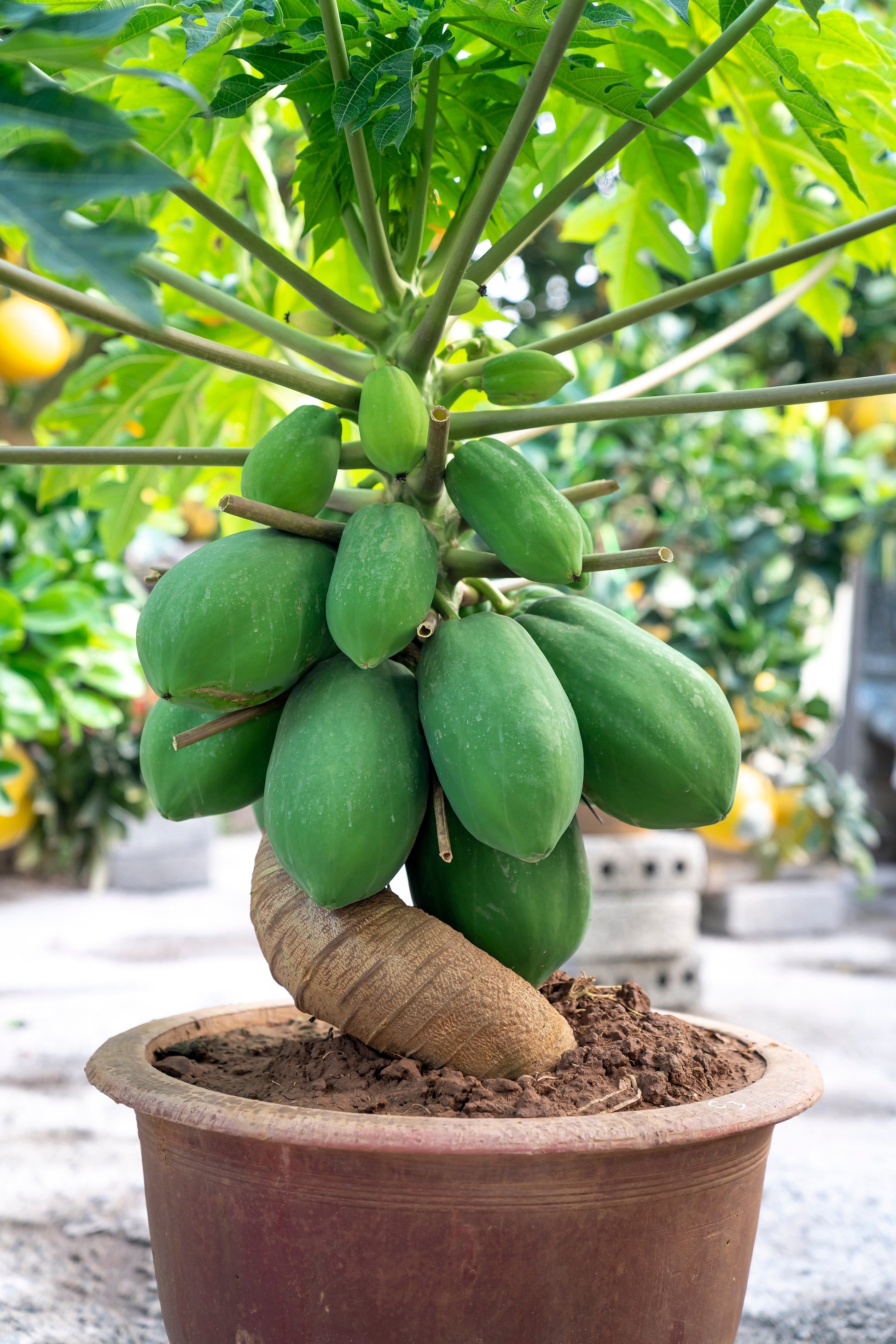 succulents waimanalo 10 DWARF WAIMANALO PAPAYA Solo Hawaiian Carica Fruit Tree Houseplant S – Seedville USA