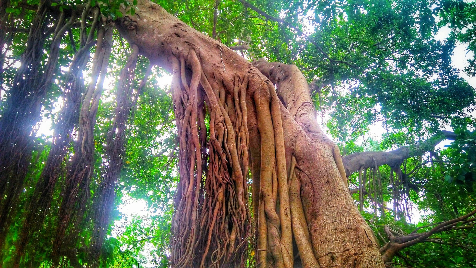 indian rubber tree picture 50 WEEPING FIG Ficus Benjamina Benjamin Indian Rubber Tree Houseplant Seeds