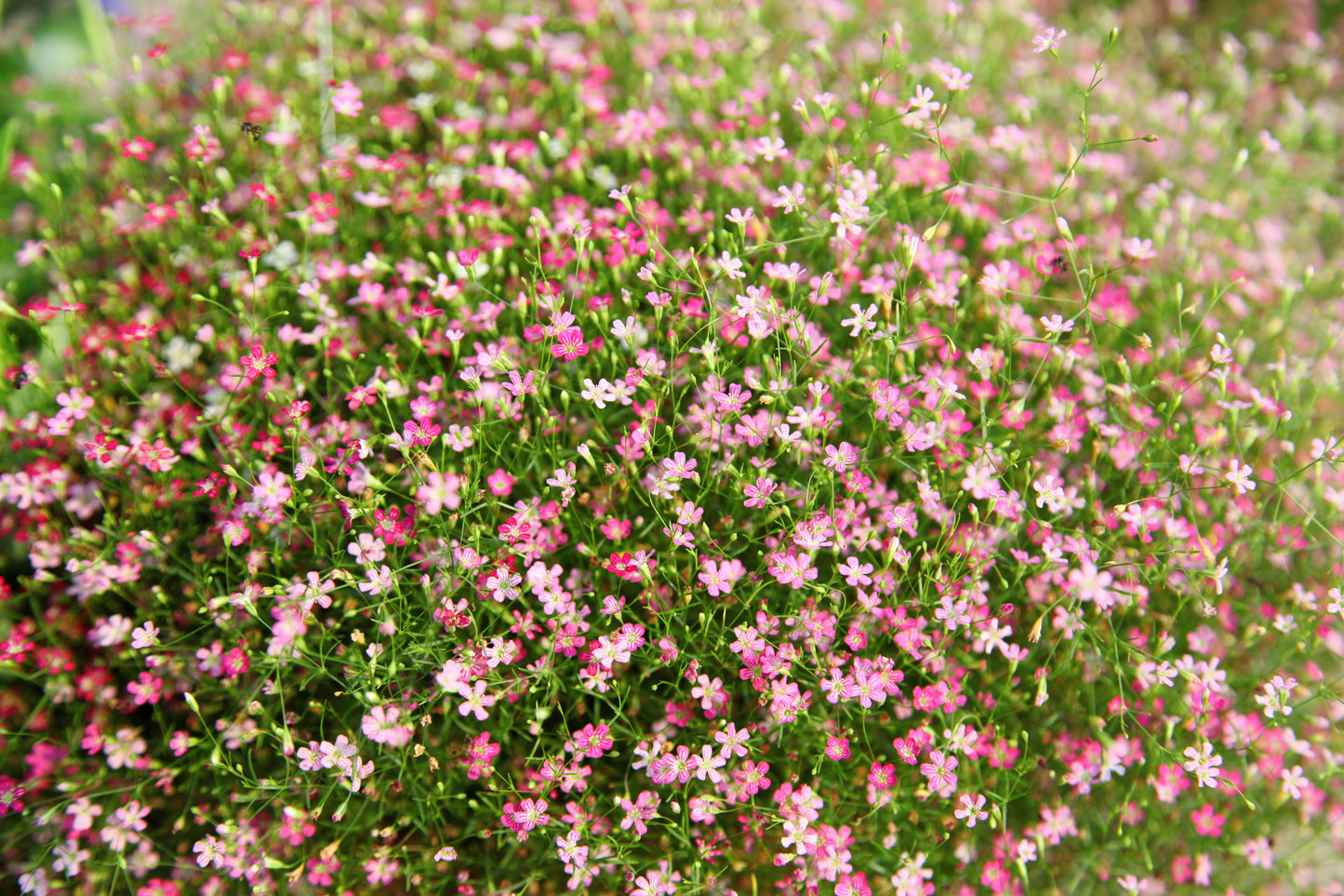 350 RED BABYS BREATH Gypsophila Elegans Baby's Breath Flower Seeds
