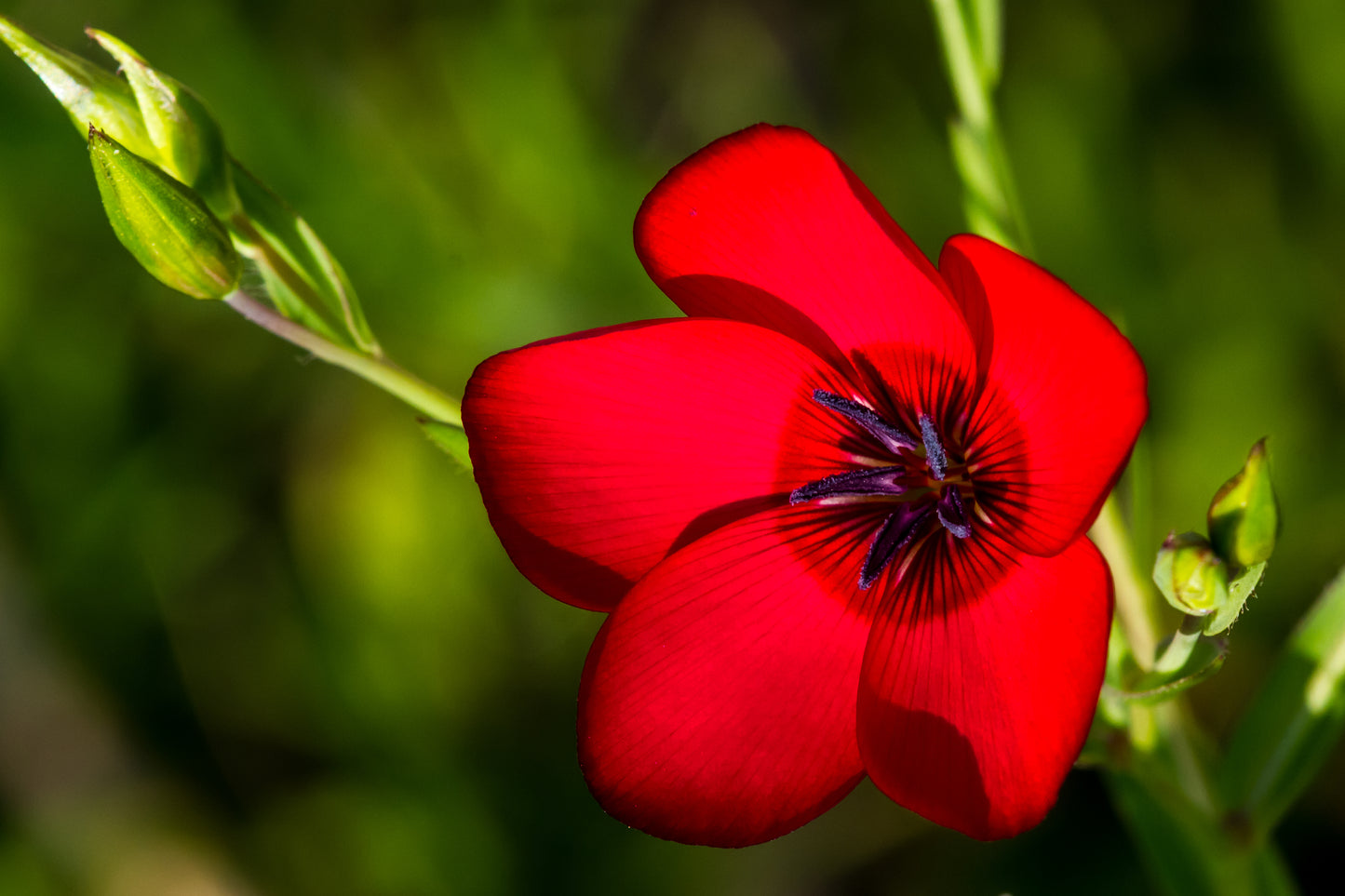 800 RED DRUMMOND PHLOX (Texas Pride) Phlox Drummondii Flower Seeds