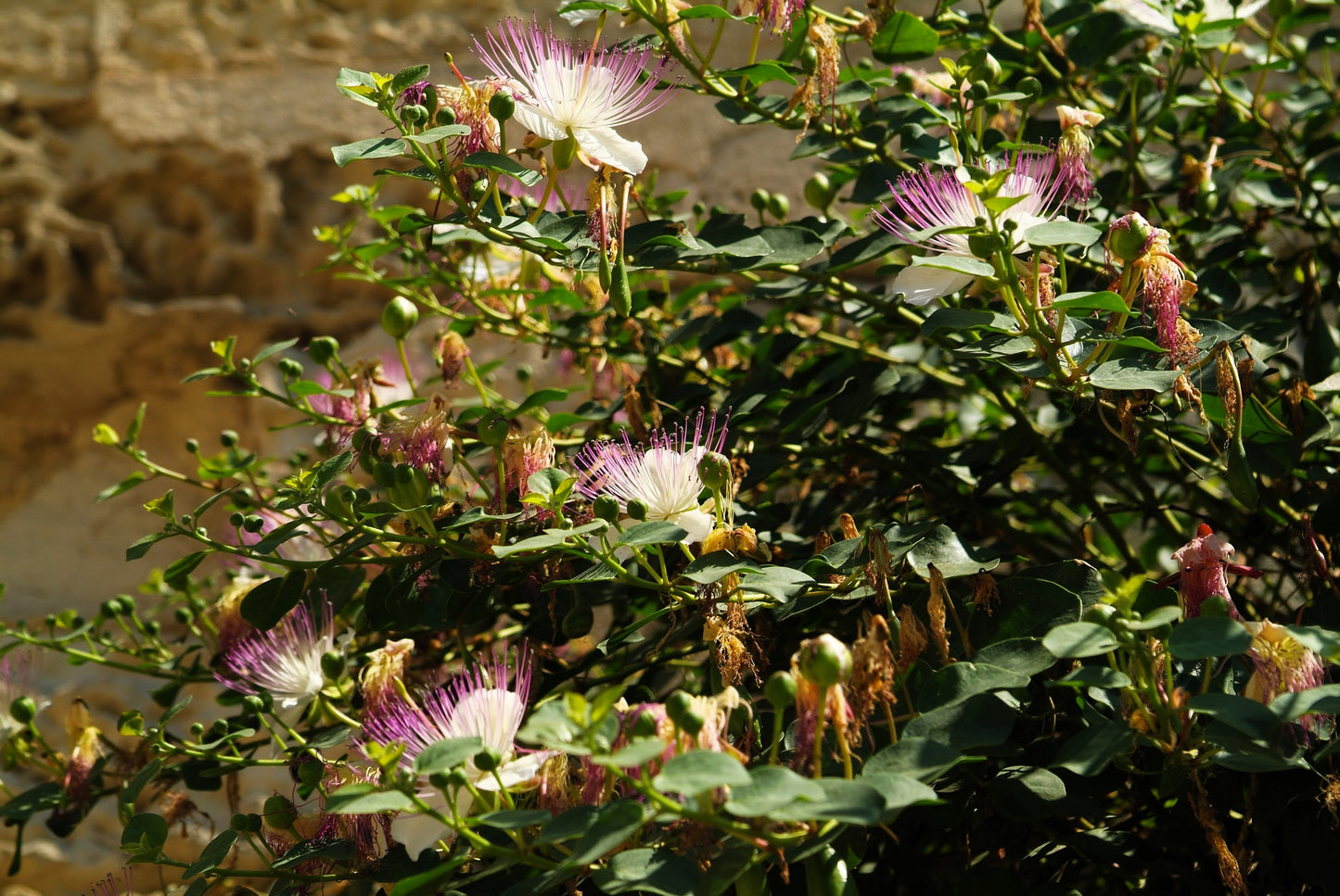 20 CAPER BUSH Edible Capers Flinders Rose Flower Capparis Spinosa Shrub Seeds