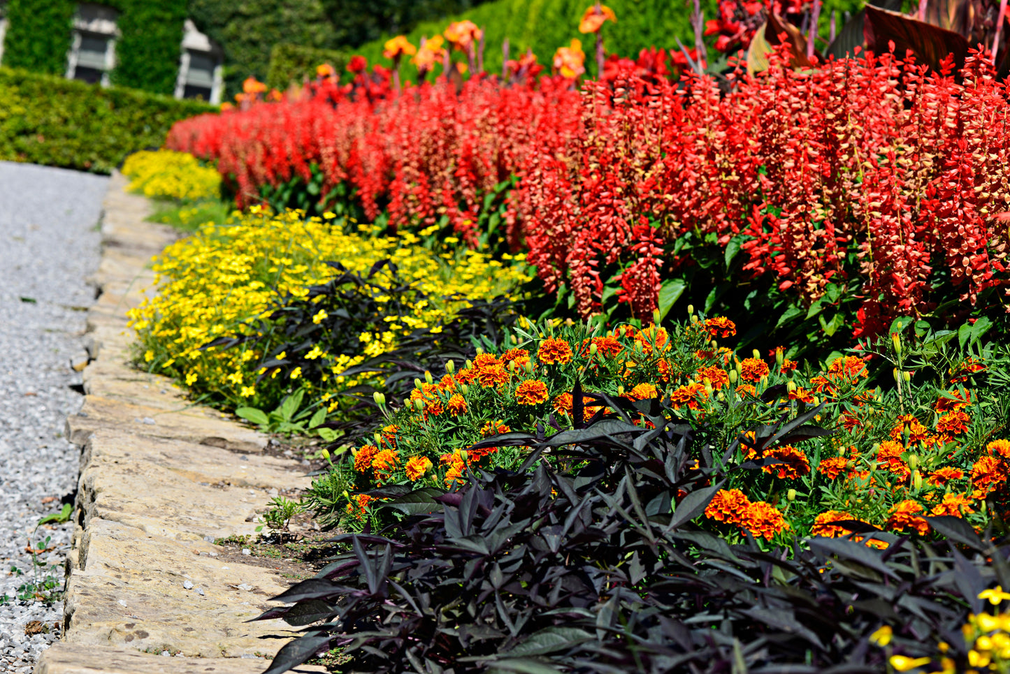 50 RED SALVIA Splendens St. John's Fire Scarlet Sage Flower Seeds