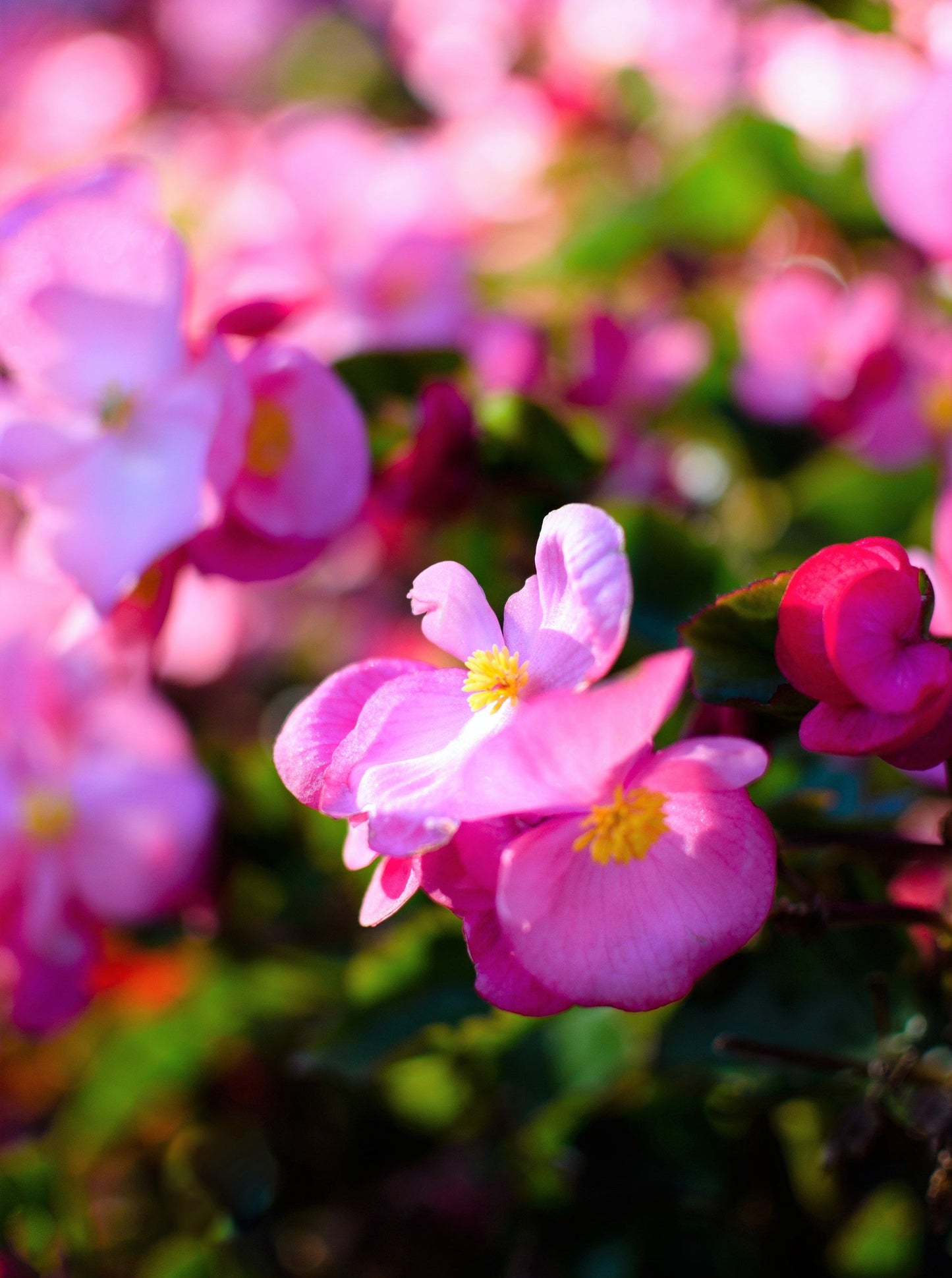 100 Rose PINK WAX BEGONIA Semperflorens Fibrous Shade Flower Seeds