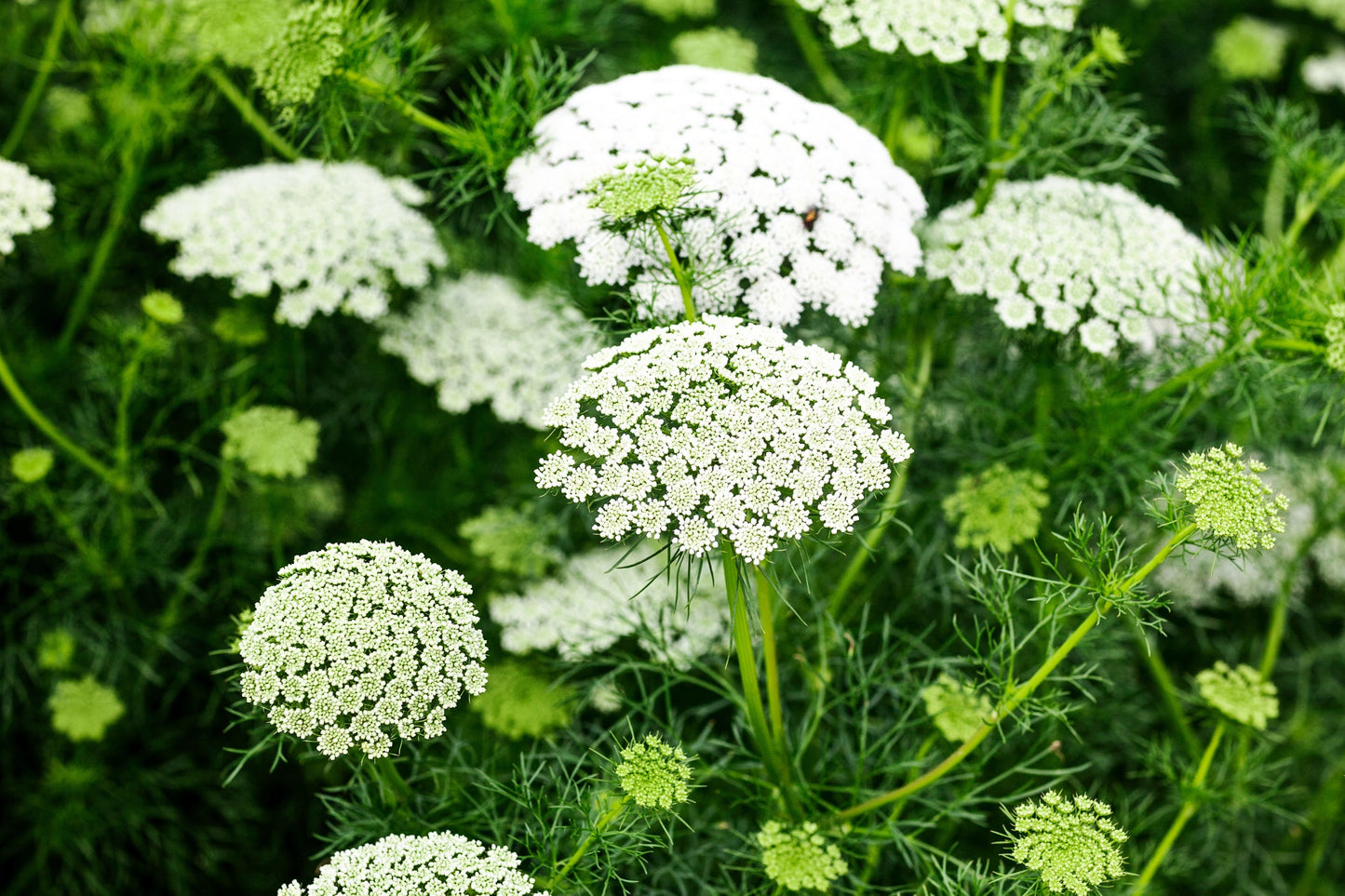 200 BISHOPS FLOWER Ammi Majus False Queen Annes Lace Seeds