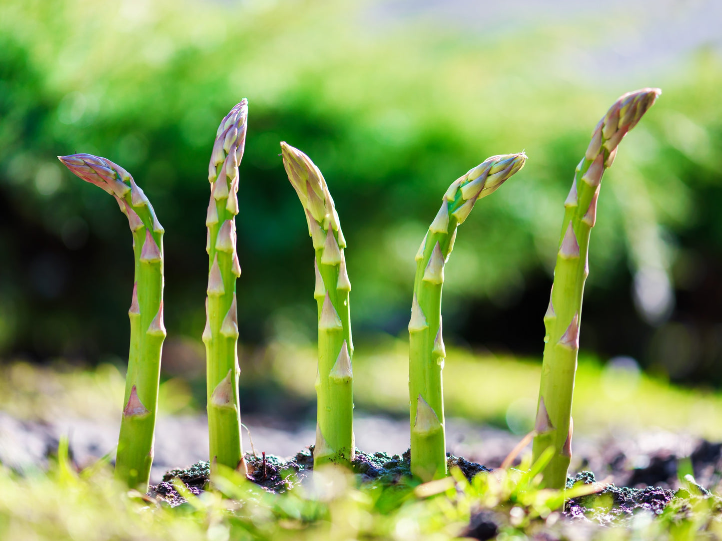 125 ASPARAGUS UC72 Officinallis Mary's Granddaughter Vegetable Seeds