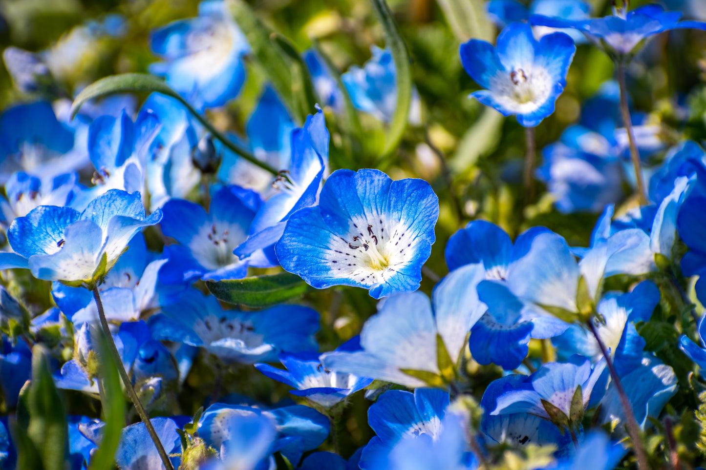 250 BABY BLUE EYES Nemophila Menziesii Fragrant Butterfly Flower Seeds