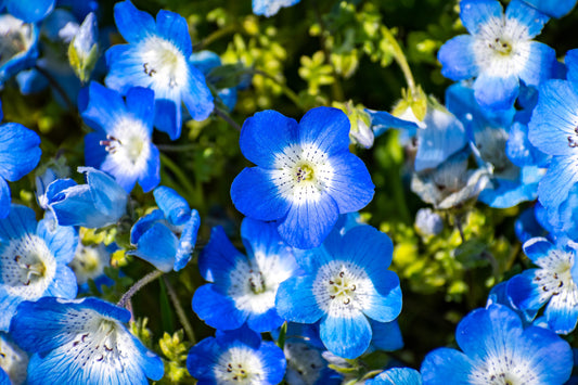 250 BABY BLUE EYES Nemophila Menziesii Fragrant Butterfly Flower Seeds