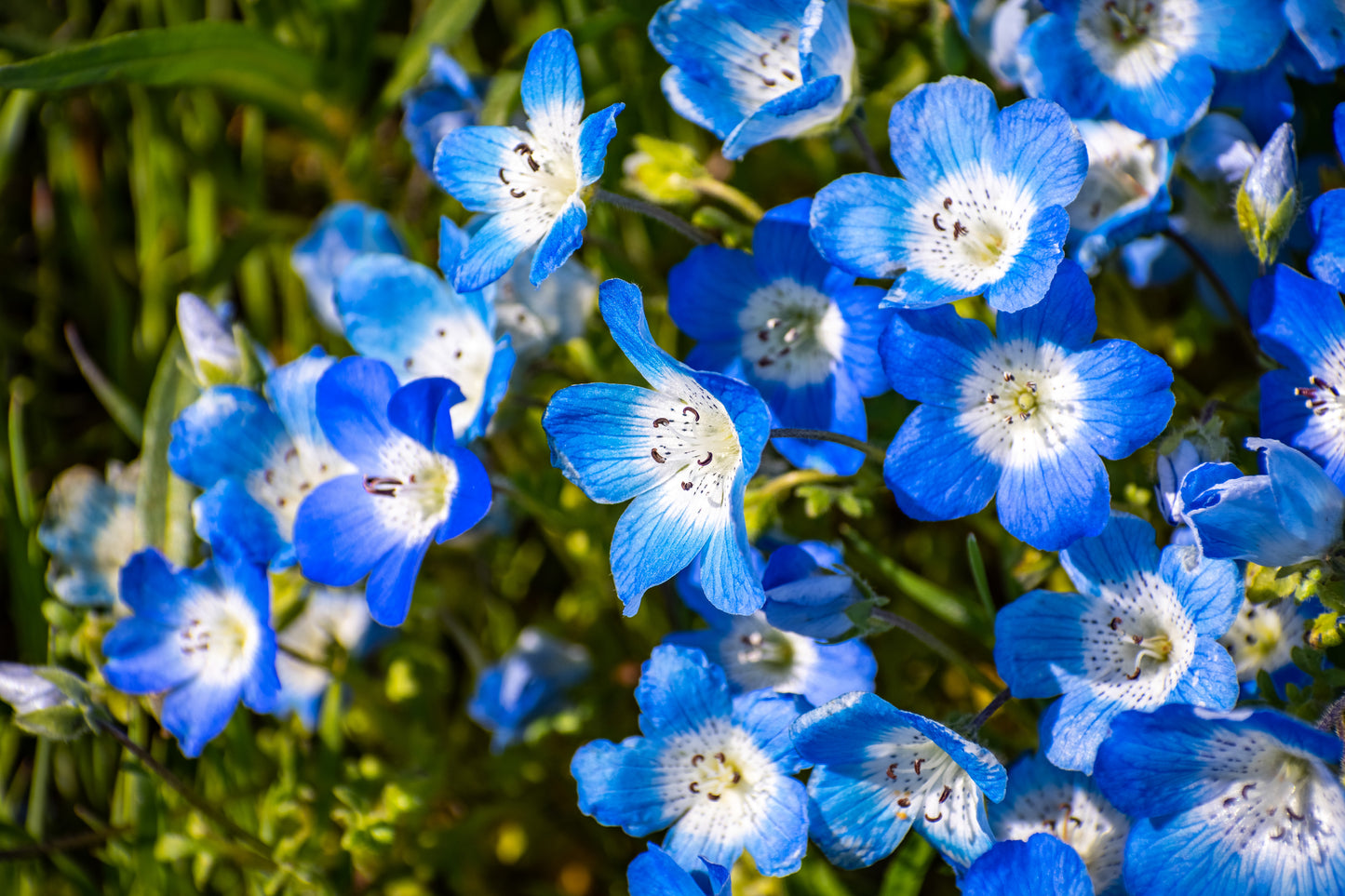 250 BABY BLUE EYES Nemophila Menziesii Fragrant Butterfly Flower Seeds