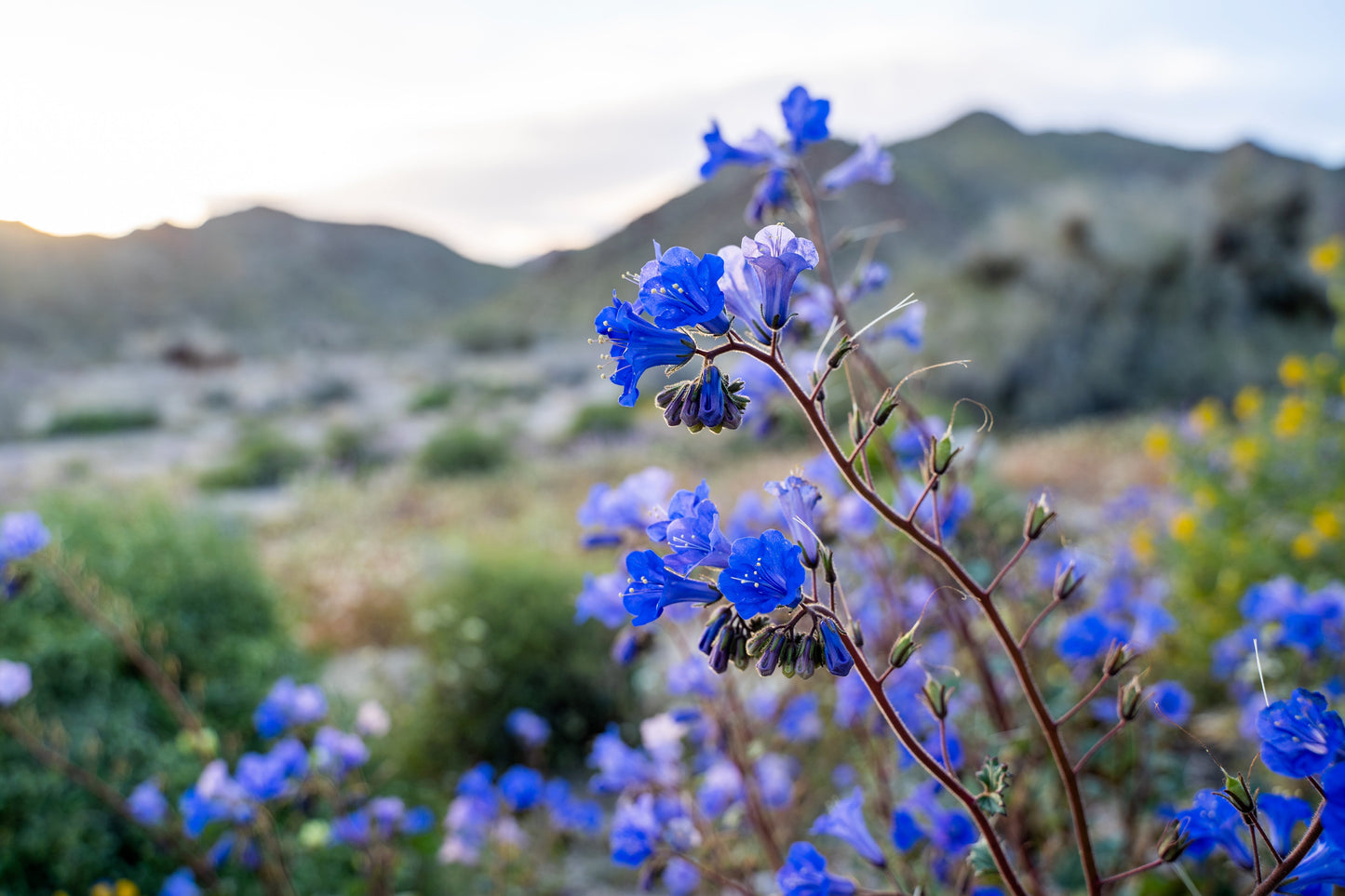 200 CALIFORNIA BLUEBELL (Wild Canterbury Bells / Desert Blue Bell) Phacelia Campanularia Flower Seeds