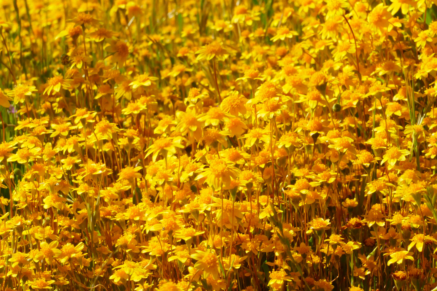 1500 CALIFORNIA SUNSHINE GOLDFIELDS Lasthenia Glabrata Yellow Flower Seeds