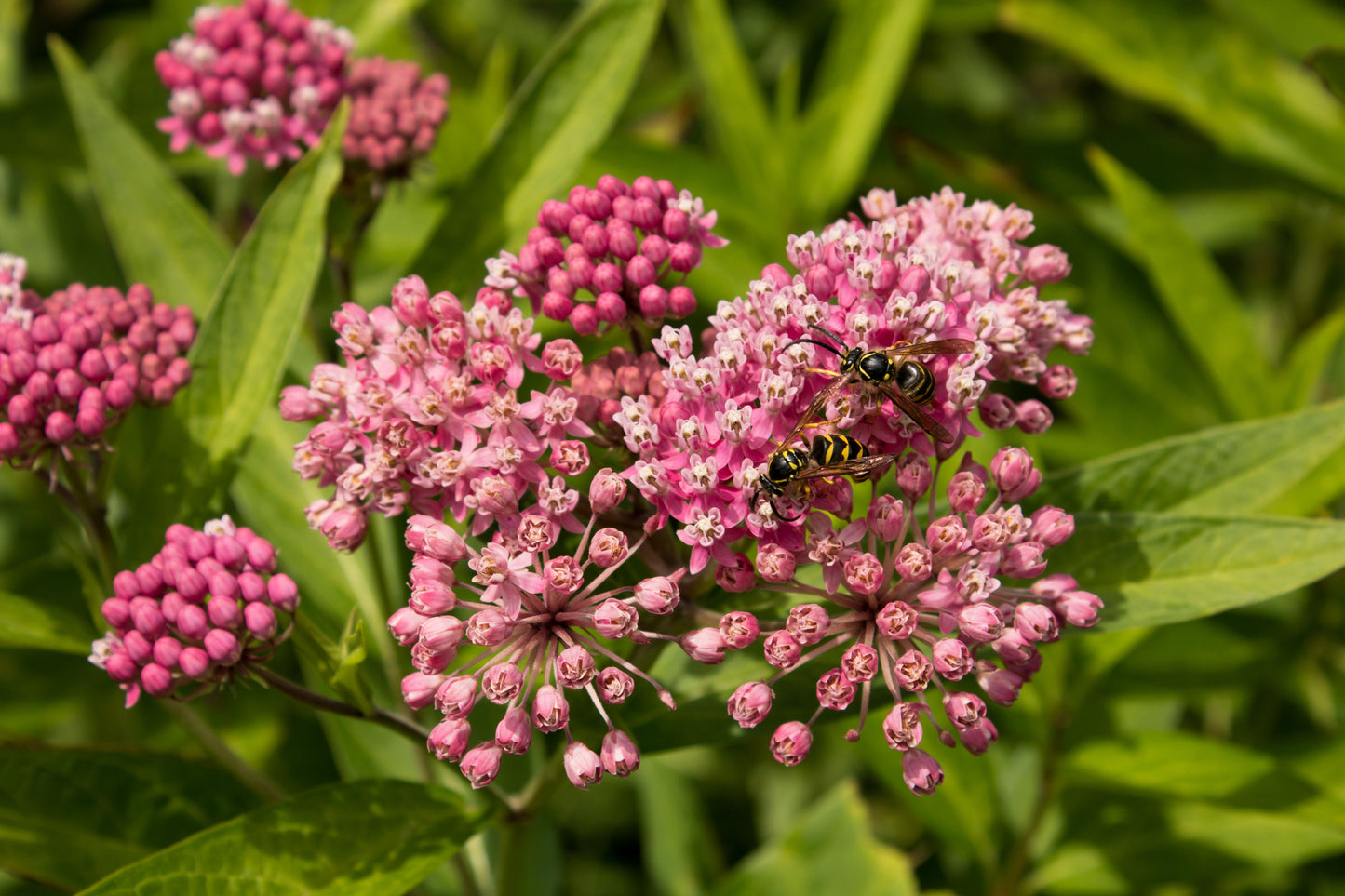 75 RED SWAMP MILKWEED Asclepias Incarnata Flower Seeds