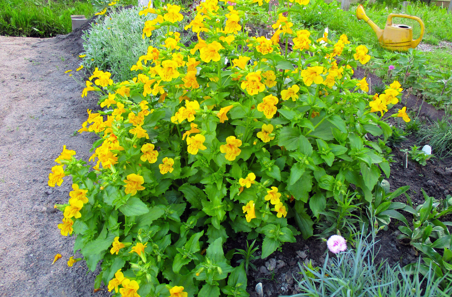 250 YELLOW MONKEY FLOWER Mimulus Grandiflorus Perennial Flower Seeds