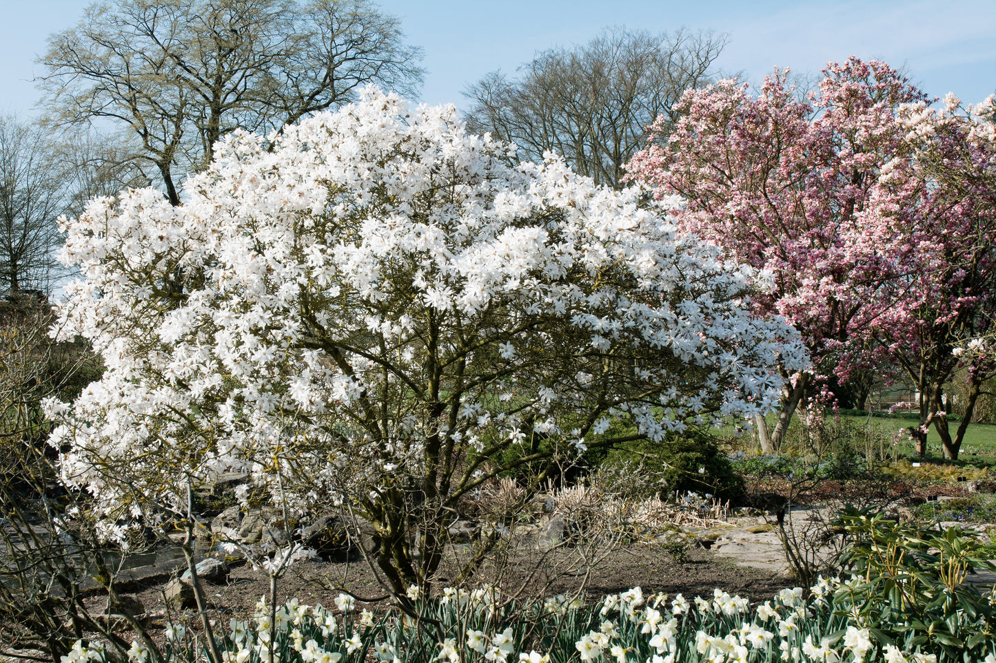 5 STAR MAGNOLIA Stellata TREE Seeds - Fragrant White to Pink Big 4" Wide Flowers