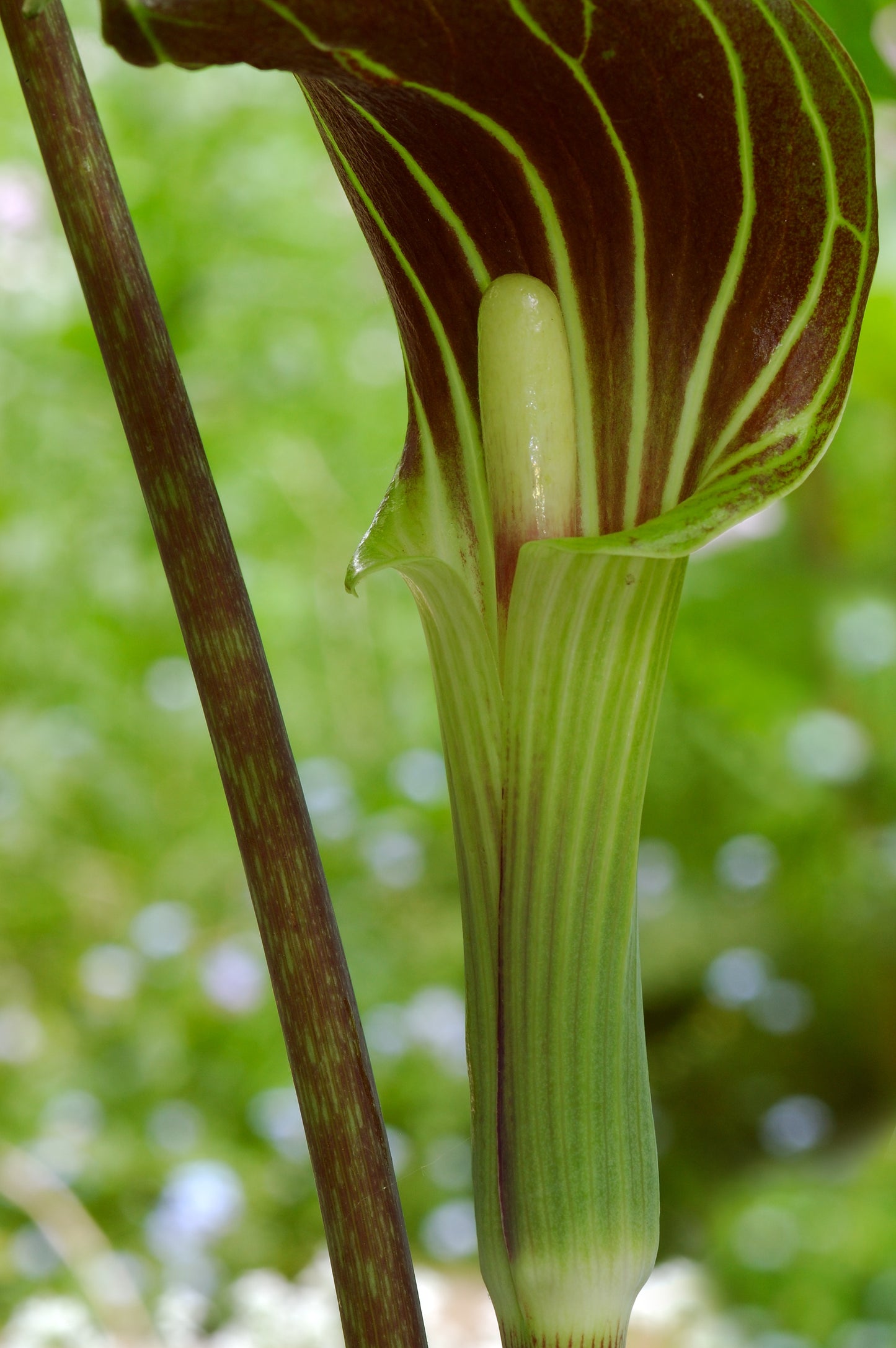 5 JACK IN THE PULPIT Arisaema Triphyllum Native Shade Flower Seeds