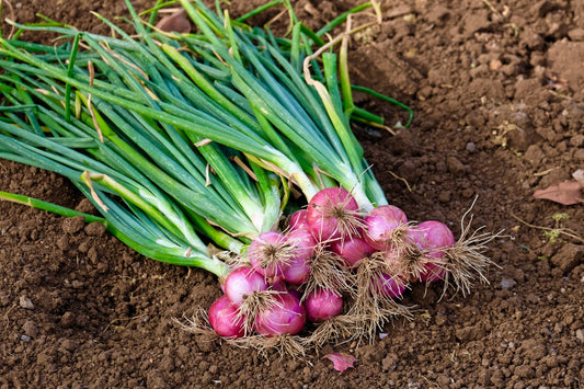 100 SCARLET BANDIT Bunching ONION Red Allium Cepa Vegetable Seeds