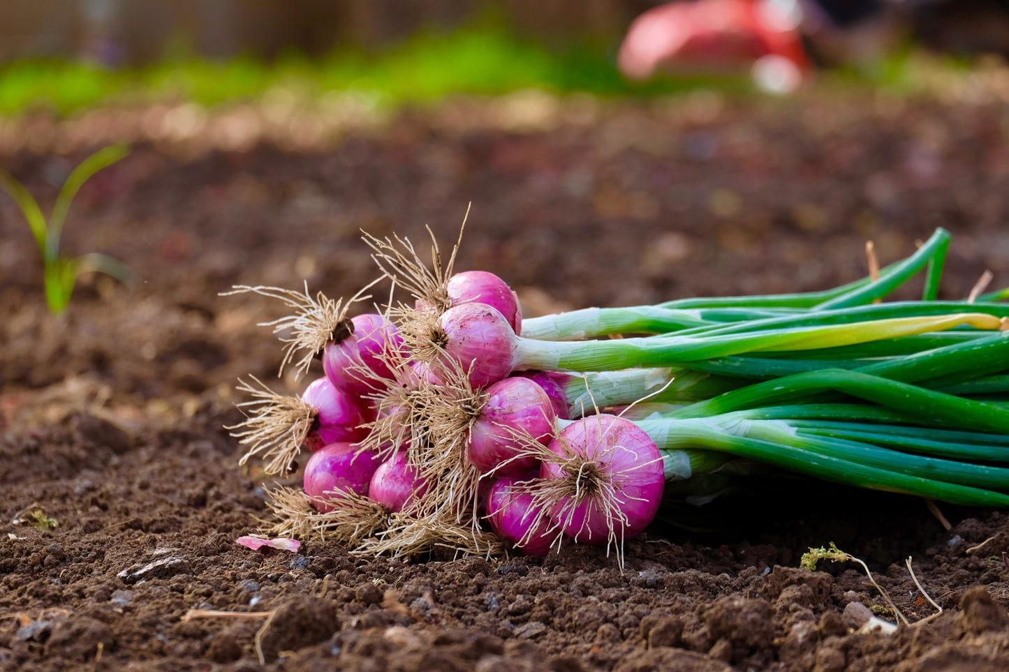 100 SCARLET BANDIT Bunching ONION Red Allium Cepa Vegetable Seeds