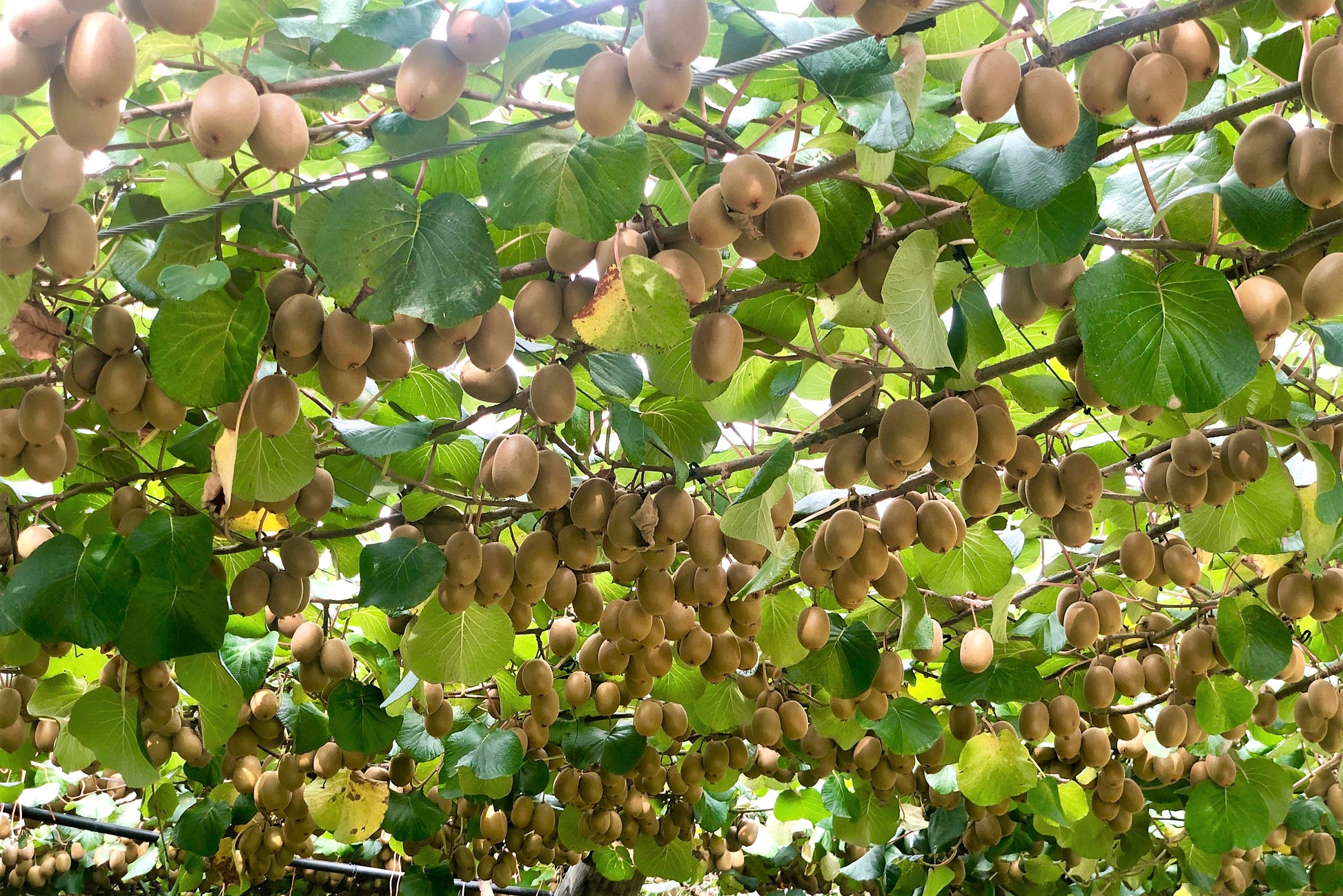 kiwi fruit plant seeds 100 KIWI FRUIT Kiwi Actinidia Vine Seeds (Kiwifruit / Hardy Kiwi / Tara Vine / Yang Tao / Chinese Gooseberry / Chinese Strawberry)