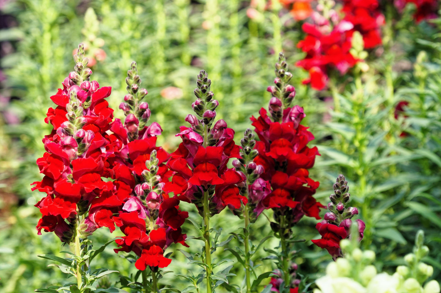 250 RUBY RED SNAPDRAGON Antirrhinum Majus Flower Seeds