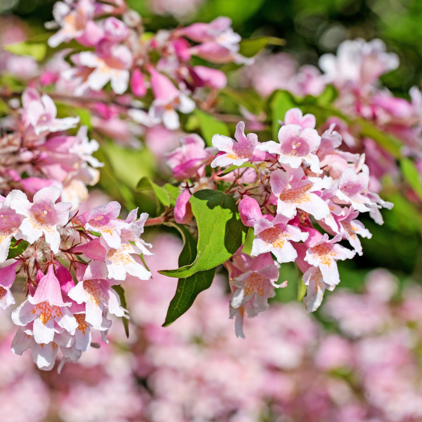 10 BEAUTY BUSH SHRUB Beautybush Kolkwitzia Amabilis Pink & White Flower Red Berry Seeds