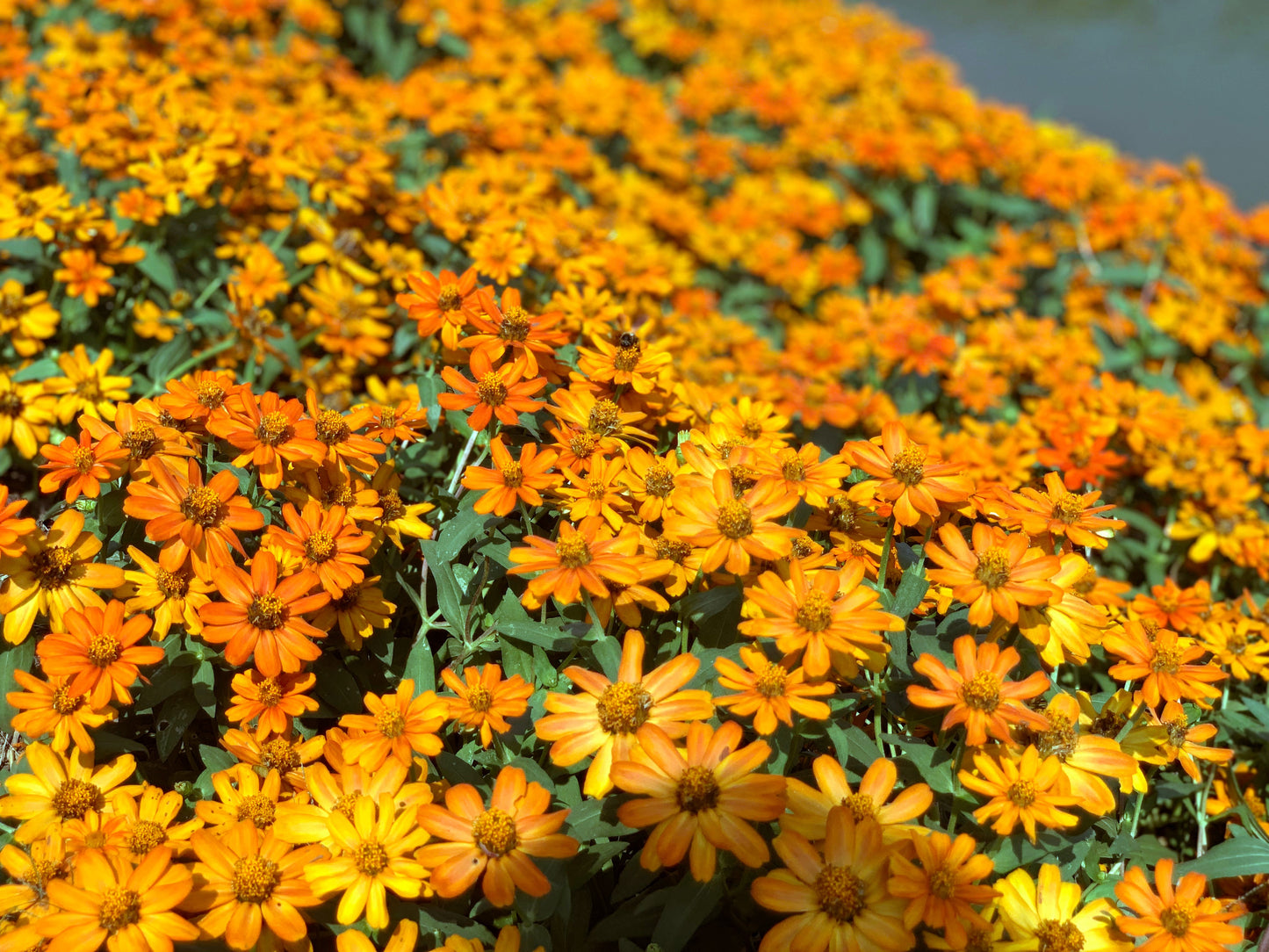 250 Mixed Colors CLASSIC ZINNIA Linearis Angustifolia Narrow Leaf Creeping Mexican Flower Seeds