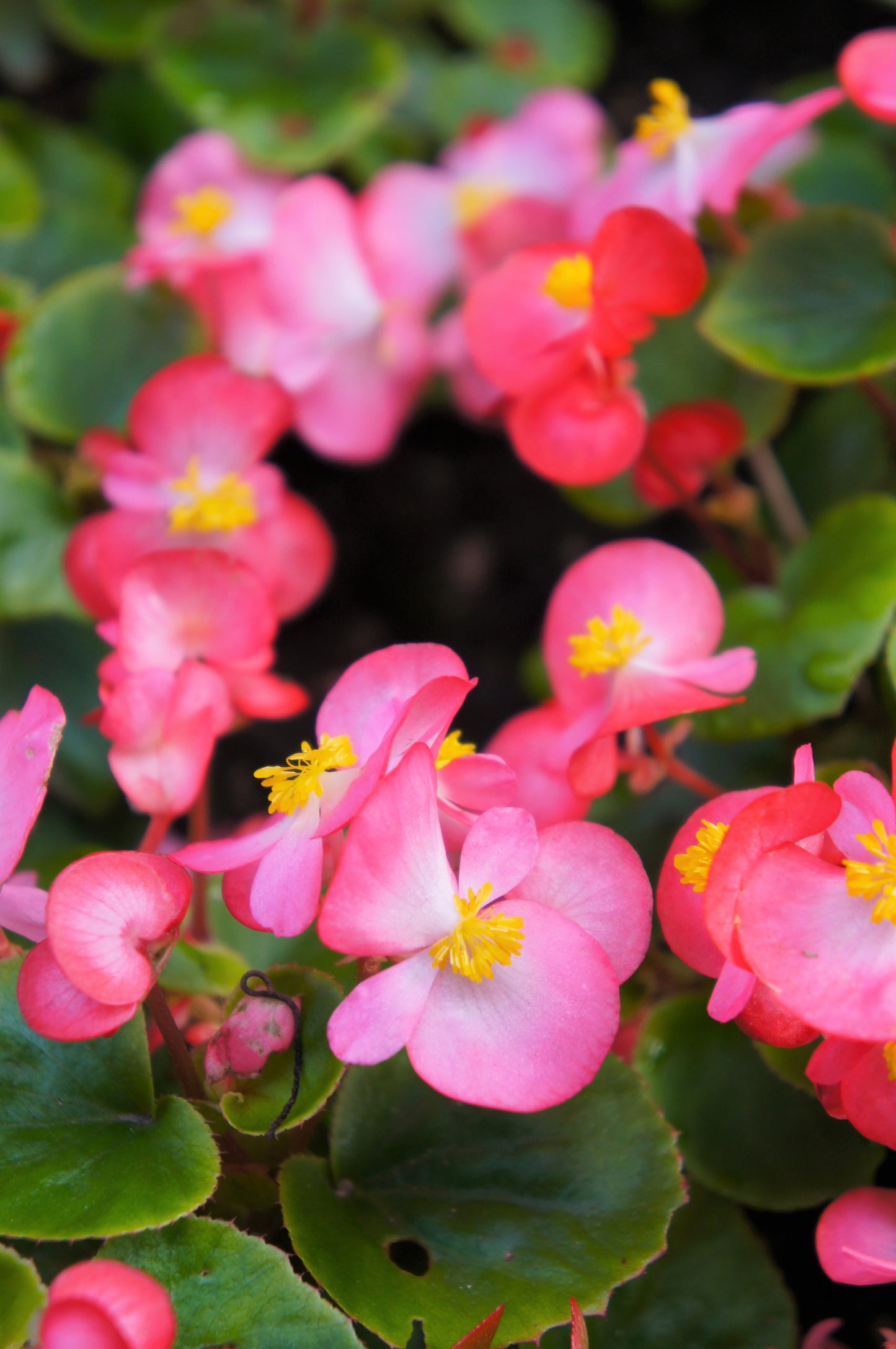 100 Rose PINK WAX BEGONIA Semperflorens Fibrous Shade Flower Seeds