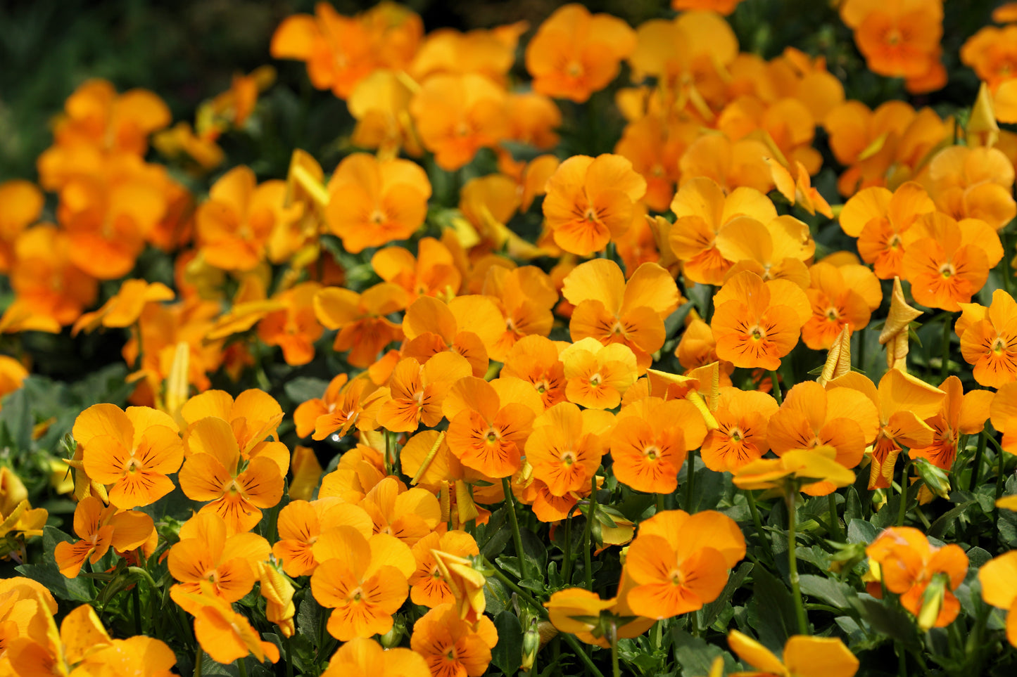 50 ORANGE SUN PANSY Swiss Giant Viola Wittrockiana Flower Seeds