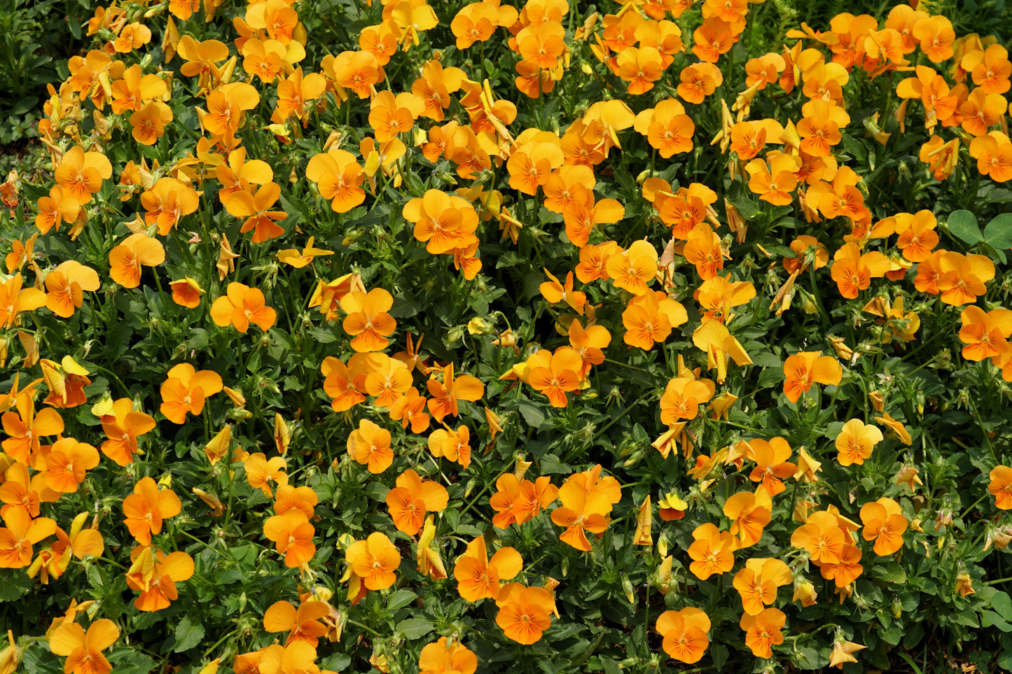 50 ORANGE SUN PANSY Swiss Giant Viola Wittrockiana Flower Seeds