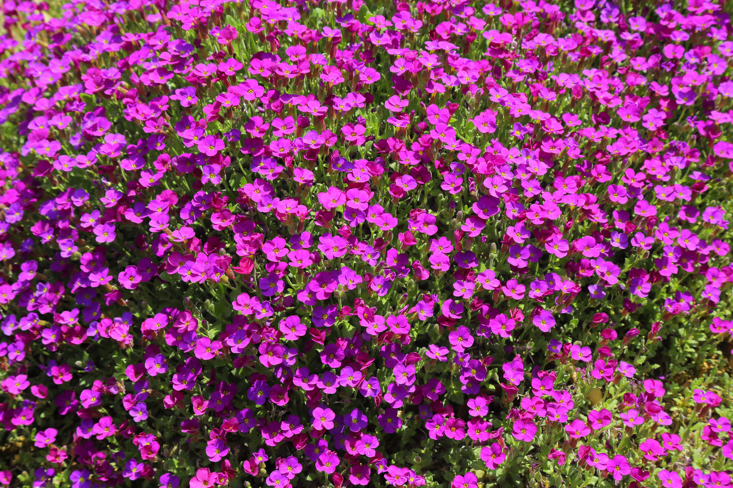 150 SPRING CHARM ROCKCRESS Rose Rock Cress Arabis Arendsii Flower Mix Seeds