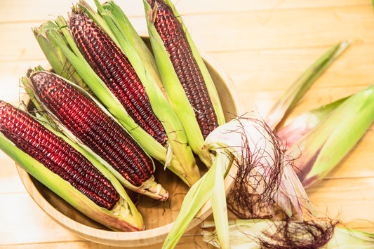 35 BLOODY BUTCHER Red CORN Edible & Ornamental Heirloom Zea Mays Vegetable Seeds