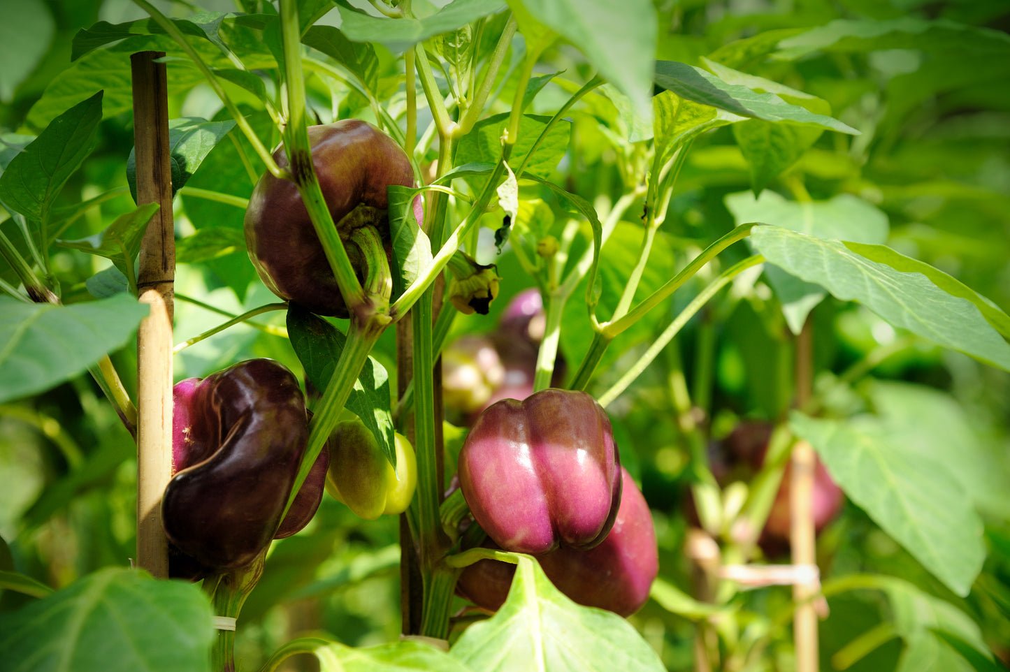 100 LILAC BELL PEPPER Capsicum Annuum Sweet Mild Purple Vegetable Seeds