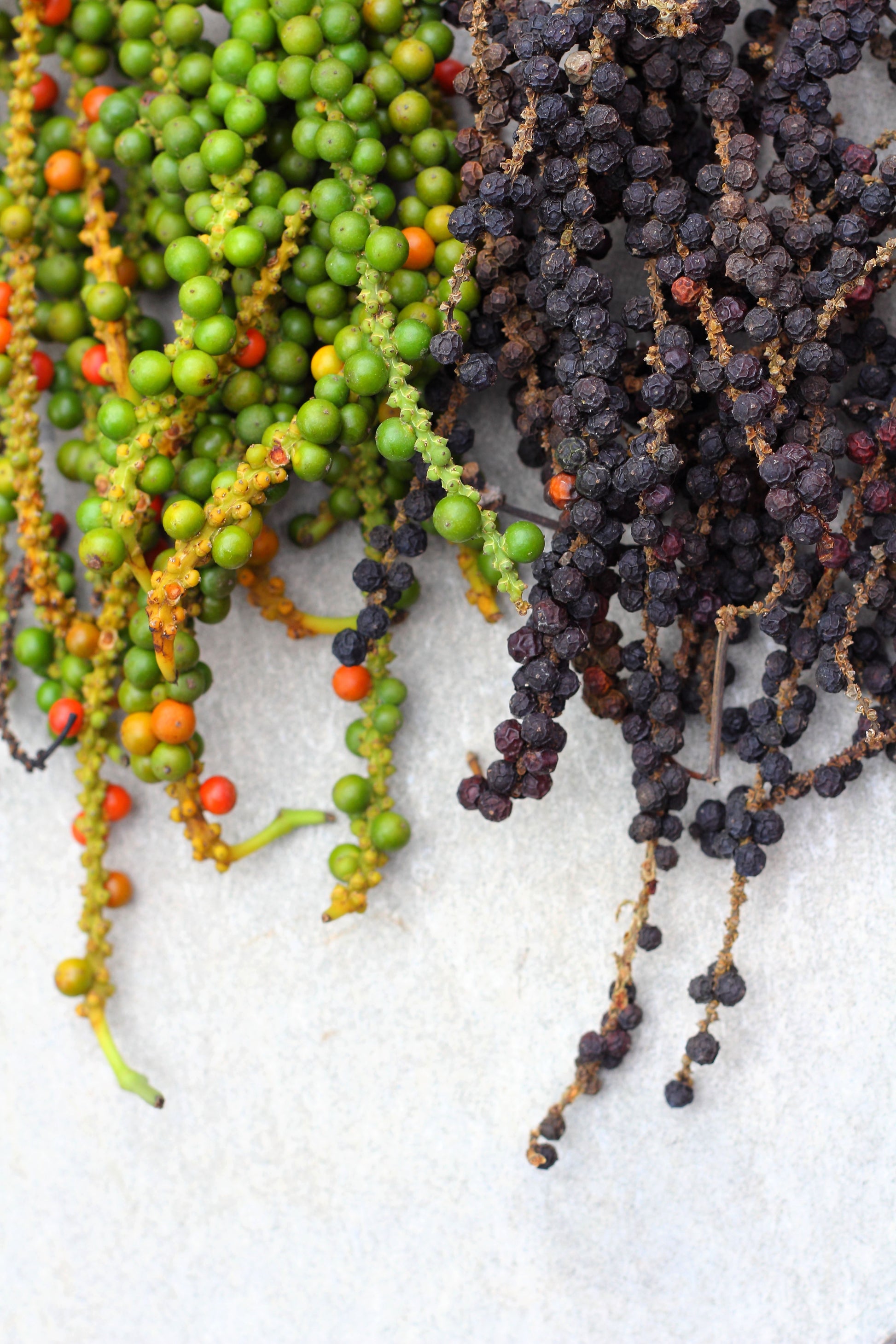 black peppercorn plant seeds 25 BLACK PEPPERCORN Black Pepper Piper Nigrum Spice Vine Seeds