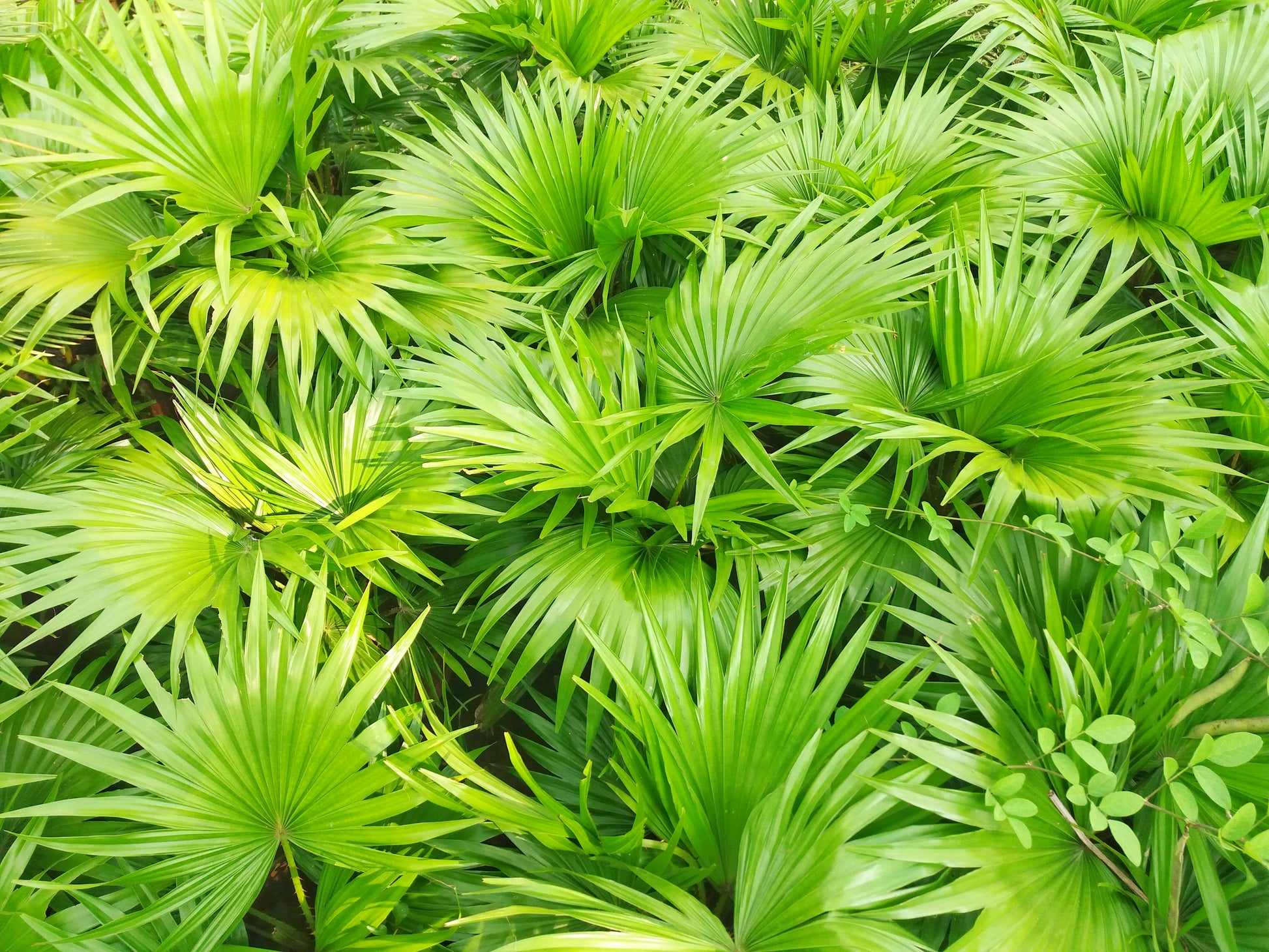 palm meadow plant 5 GREEN SAW PALMETTO Serenoa Repens American Dwarf Palm Tree Shrub Edi – Seedville USA