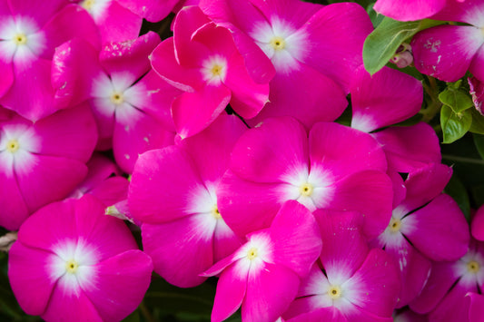 100 Pink DWARF ROSE PERIWINKLE / Vinca Rosea Flower Seeds