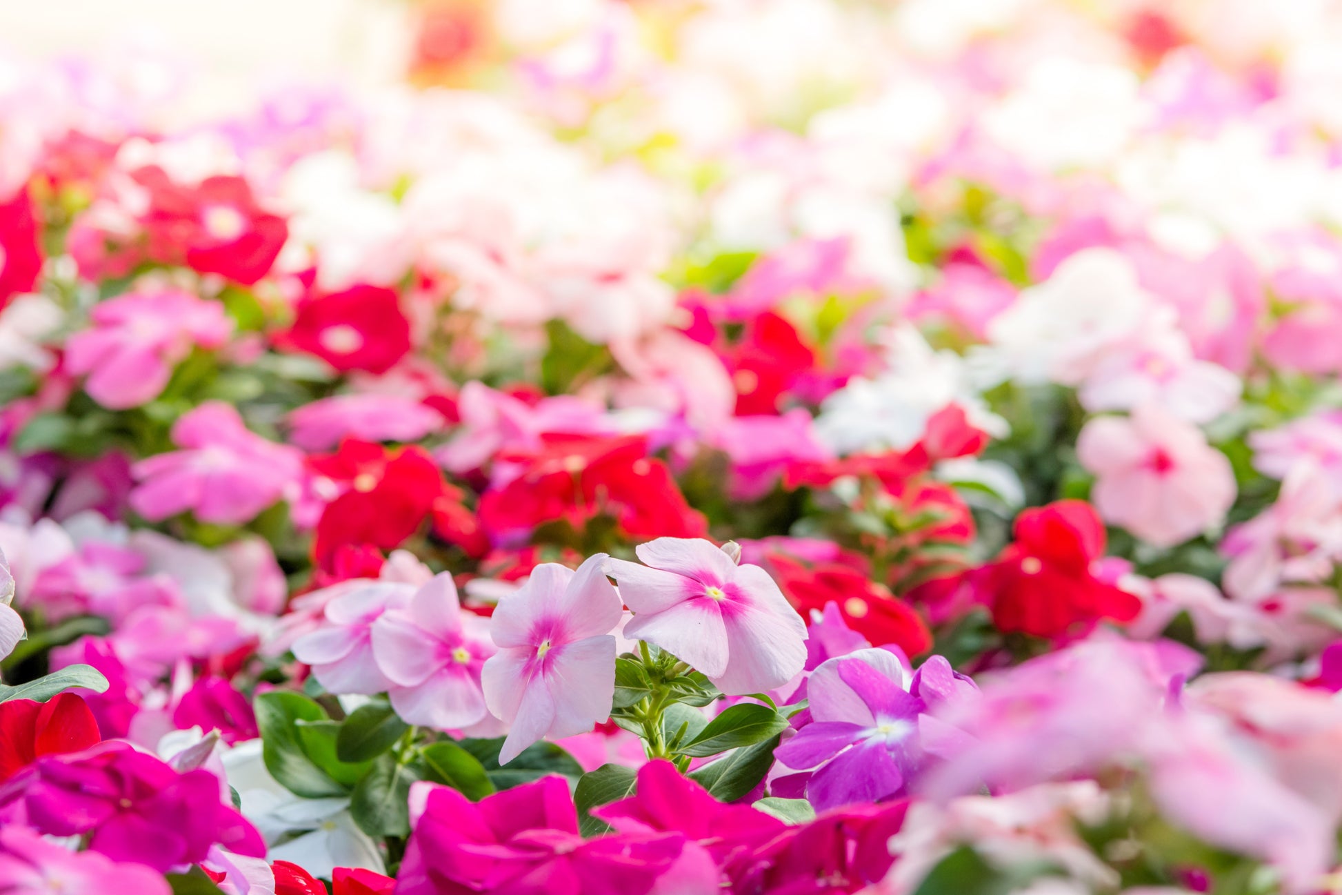periwinkle plant seeds 100 DWARF Little MIX PERIWINKLE / Vinca Rosea Flower Seeds – Seedville USA