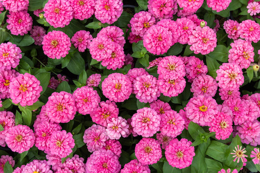 250 LUMINOSA PINK ZINNIA Elegans Flower Seeds