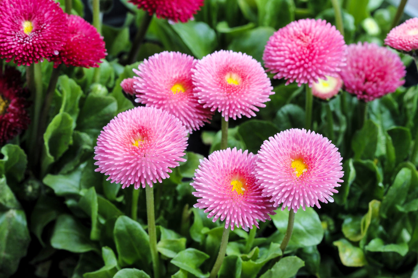 100 PINK ENGLISH DAISY Bellis Perennis Tasso Pink Double Flower Seeds