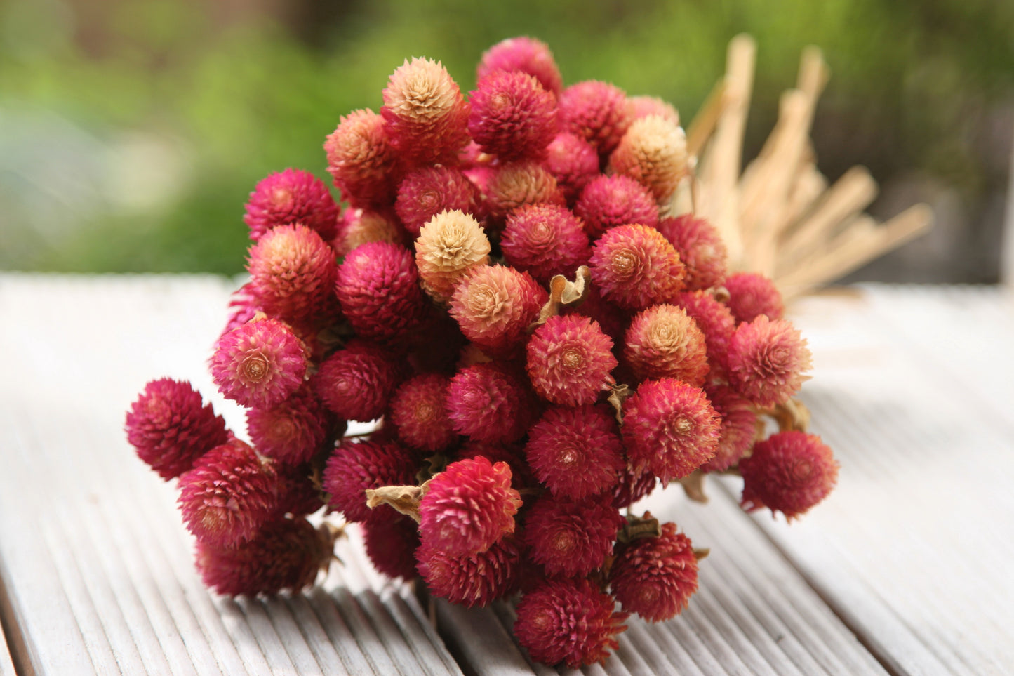50 GLOBE AMARANTH MIX Gomphrena Globosa Mixed Colors Amaranthus Flower Seeds
