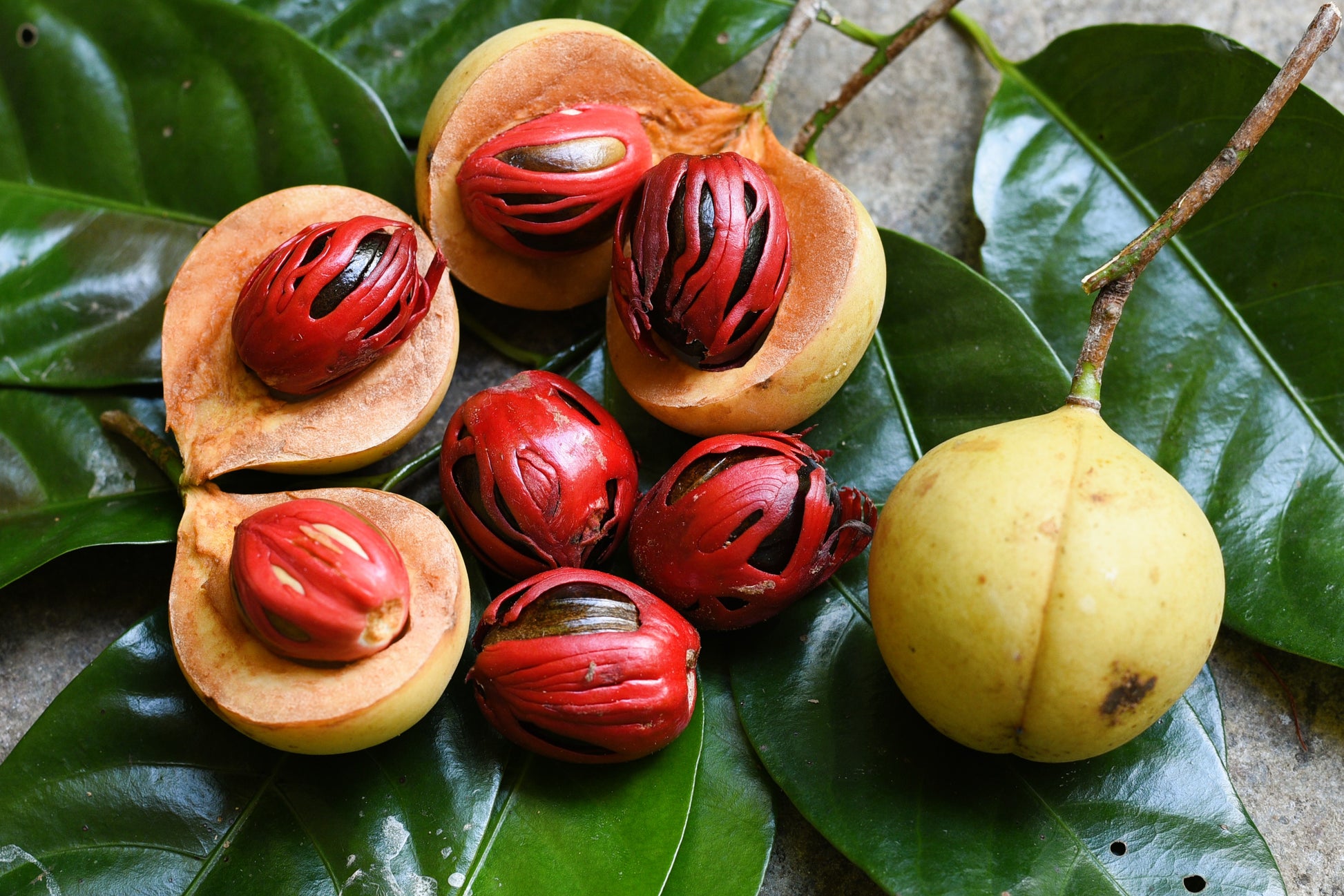 nutmeg seeds for planting 1 NUTMEG TREE Seed Myristica Fragrans Pala MACE Fruit Nut Pumpkin Pie Spice