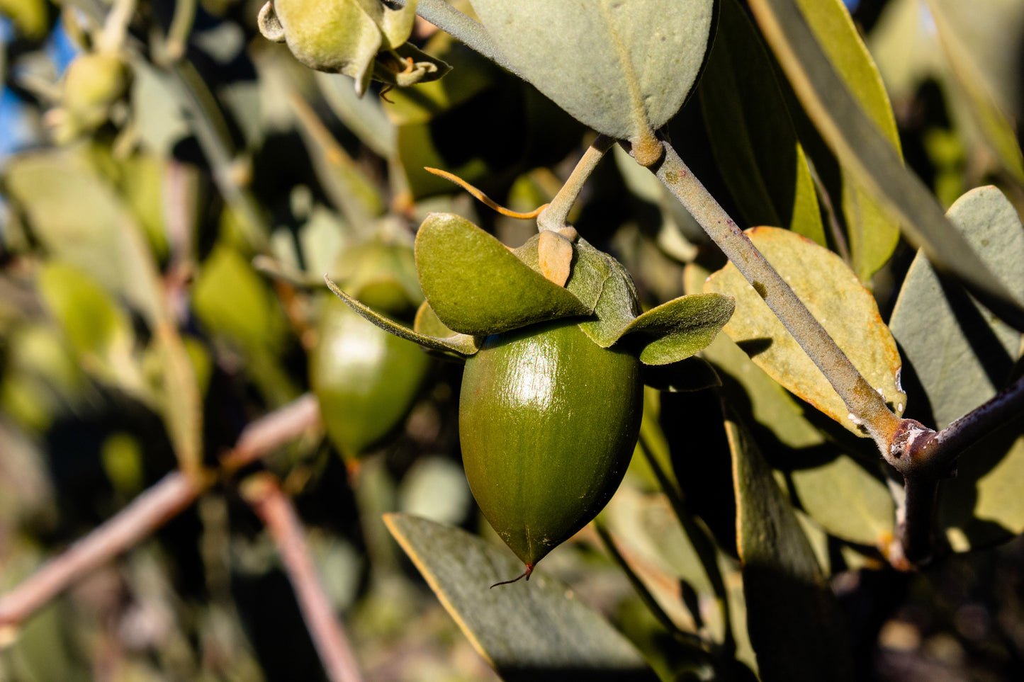 jojoba seeds for planting 5 JOJOBA Simmondsia Chinensis Fruit Nut Oil Evergreen Shrub Seeds