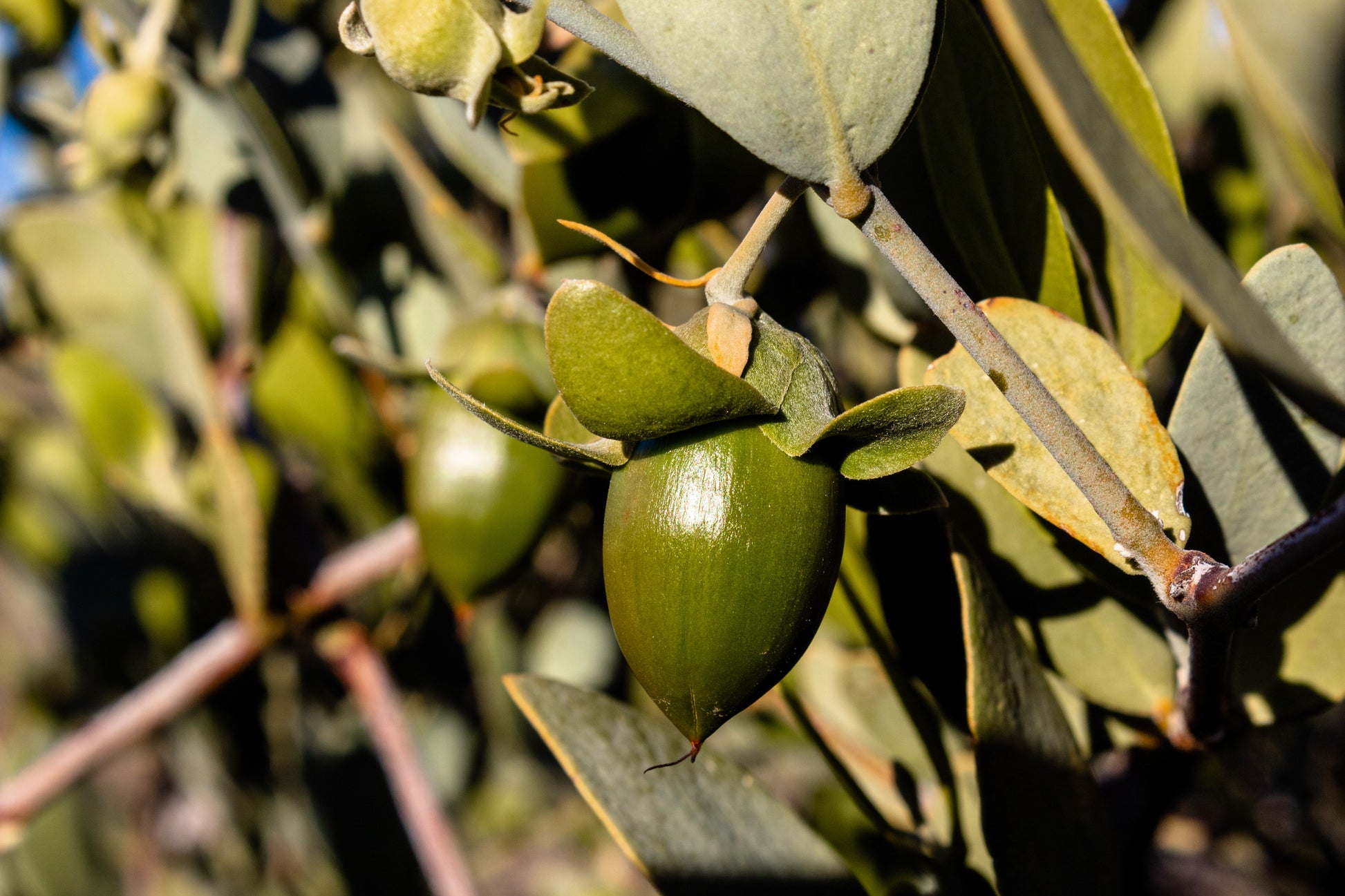 jojoba plant seeds 5 JOJOBA Simmondsia Chinensis Fruit Nut Oil Evergreen Shrub Seeds